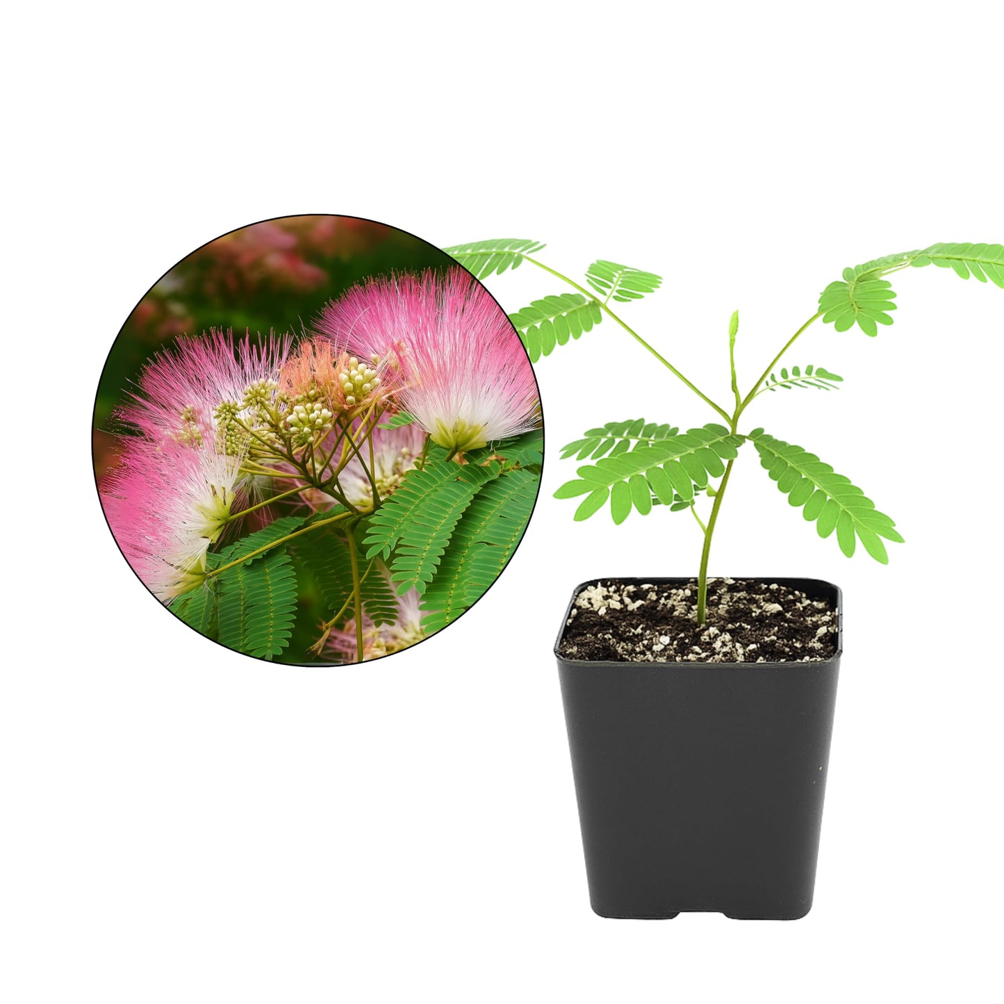Pink Flower Persian Mimosa Silk Tree Live Starter Plant Albizia Julibrissin 2 Inch Pot (1)