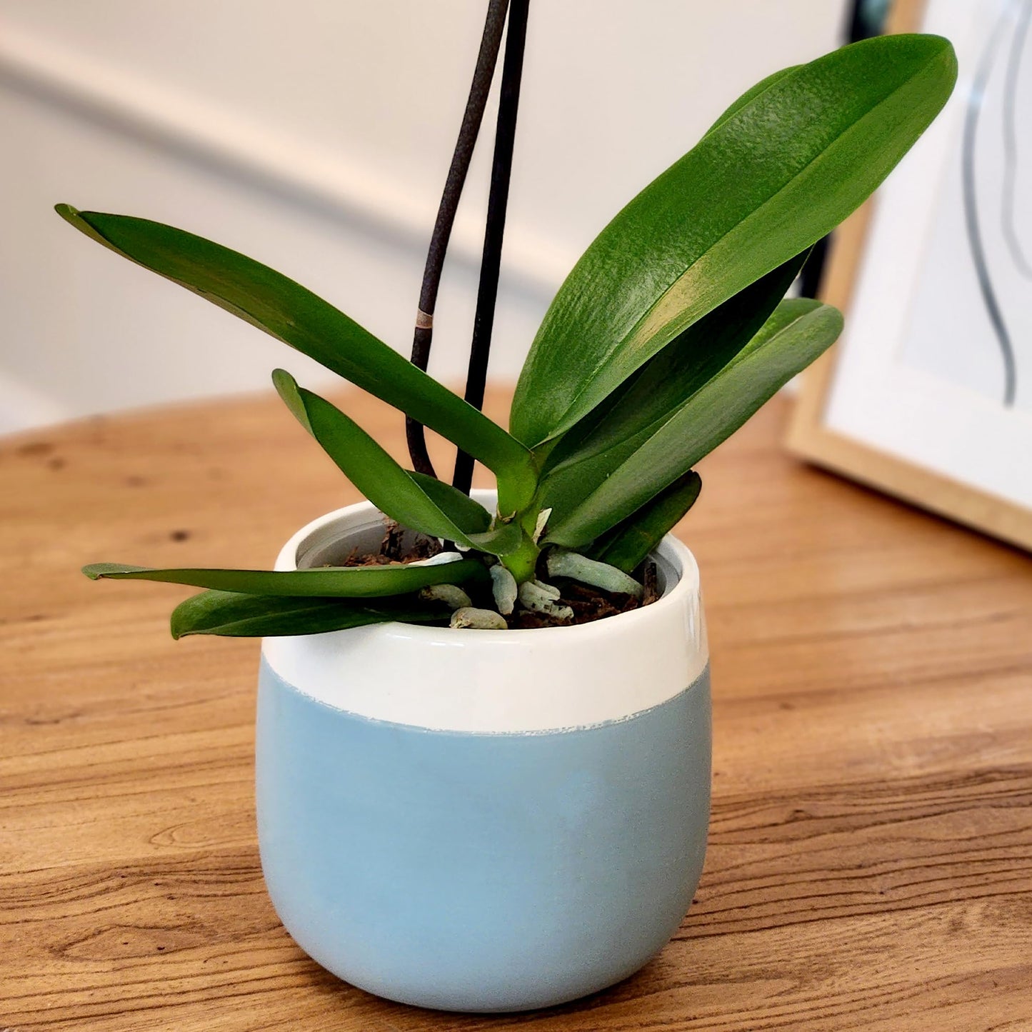 Premium Yellow Live Orchid Plant Blooming in 3.5" Blue & White Orchid Pot, Live Plants, Houseplant Gifts, Approx. 16" Tall, Pet Friendly Houseplants, Phalaenopsis Moth Flower by Plants for Pets