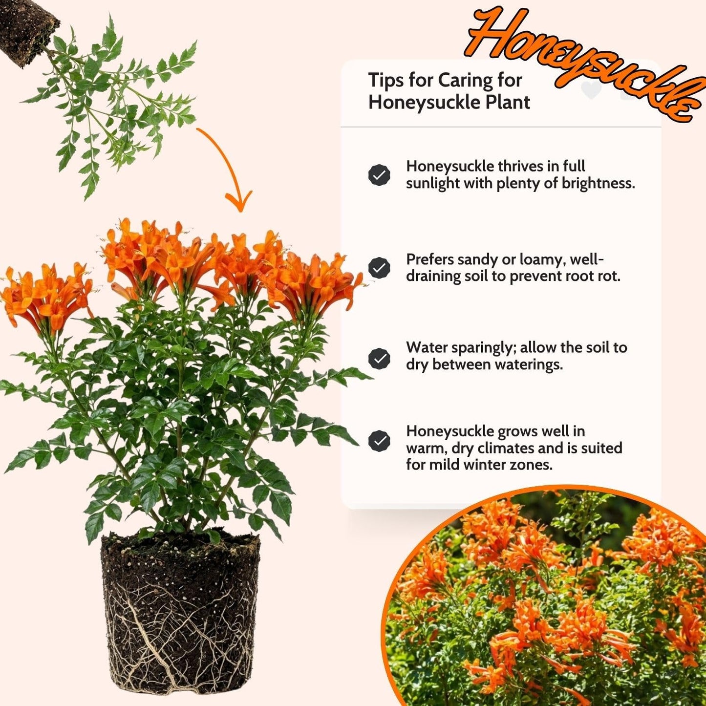 Live Orange Honeysuckle Plant, 6-10 InchTall, Orange Honeysuckle 4 Inch Pot, Climbing Flowering Vine for Outdoor Growing