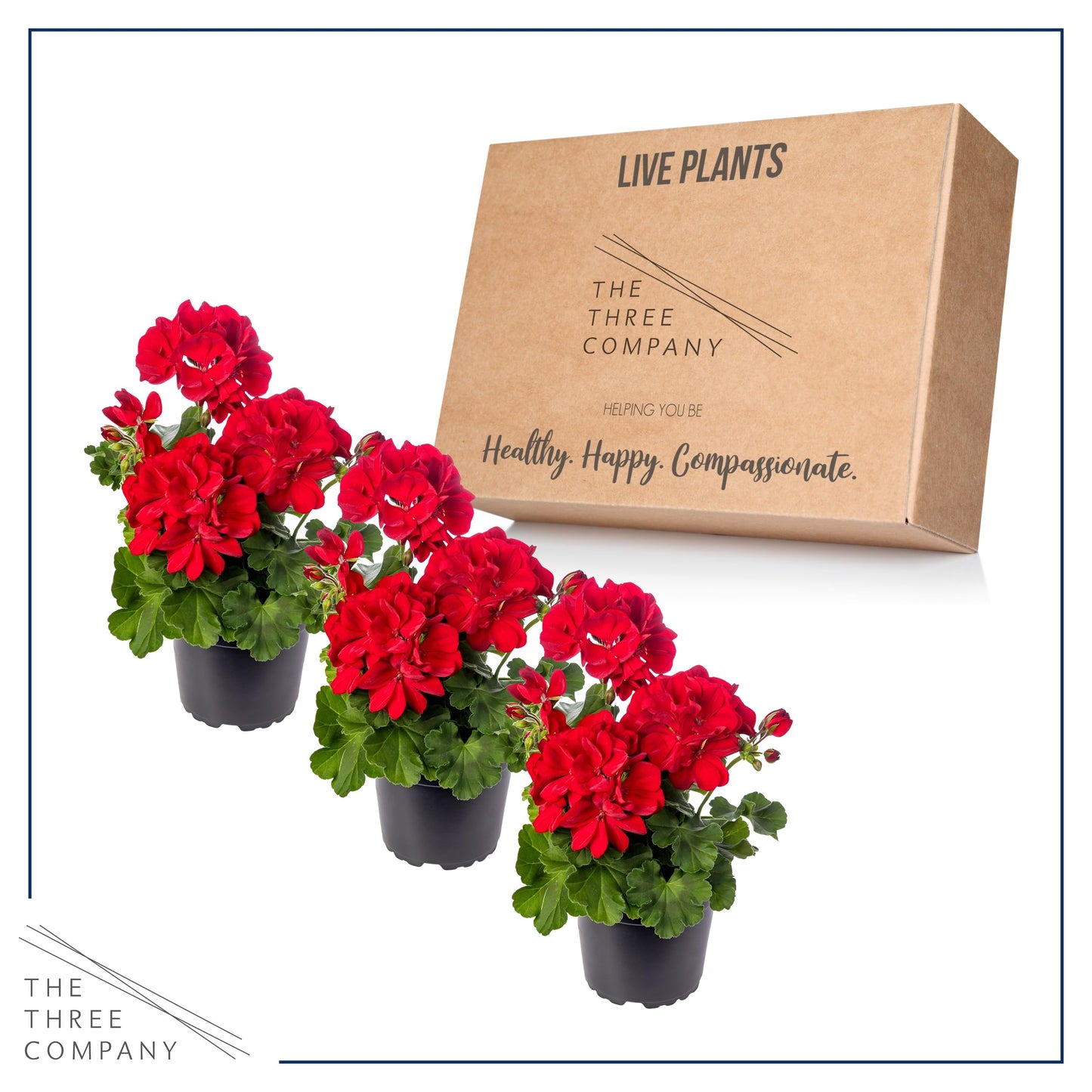 Live Flowering Zonal Geraniums - Red (3 Plants Per Pack) - Beautiful Spring Flowers - 12" Tall by 5" Wide in 1 Qt Pot
