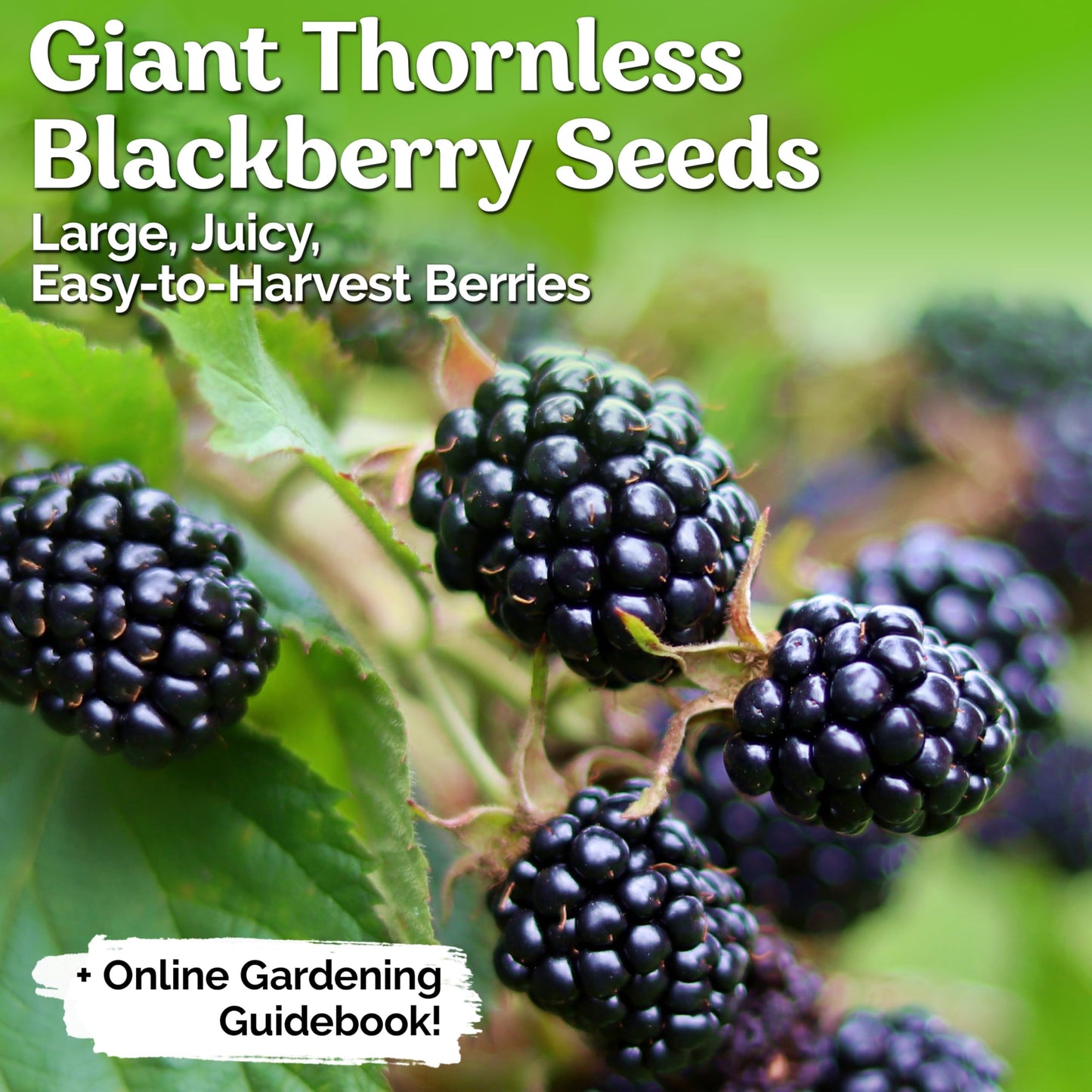 KVITER 600 Giant Thornless BlackBerry Seeds (Rubus Fruticosus) – Triple Crown BlackBerry Bush Seed, Huge & Sweet Organic Fruit Berries – Blackberries Heirloom Seeds for Outdoor Garden & Containers