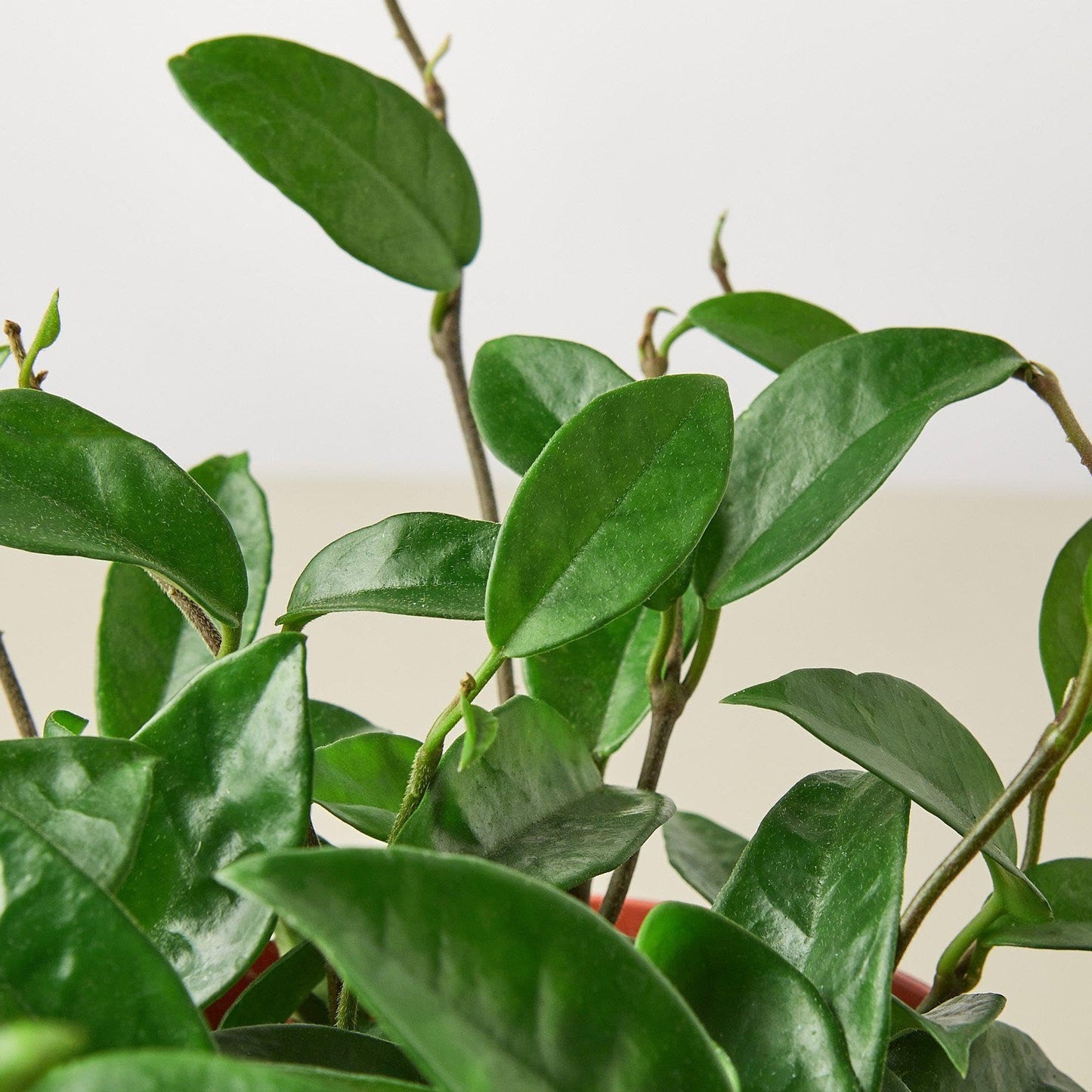 Hoya Carnosa | Live Plant for Indoor & Outdoor | for Living Room, Office, Bathroom | (4" Pot)