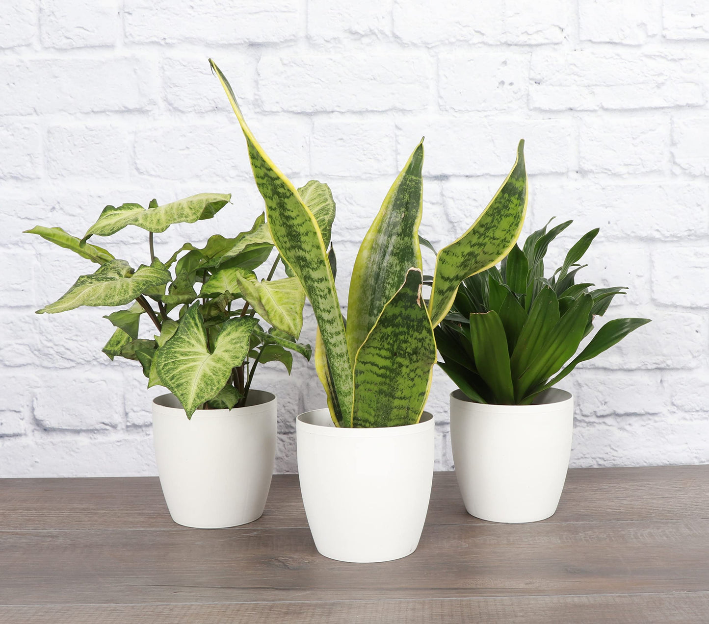 Thorsen's Greenhouse Low Light Houseplant Set, Easy Care Plants, Set of 3 Plants, Live Indoor Plants, 4" Diameter, Classic Pots (White)