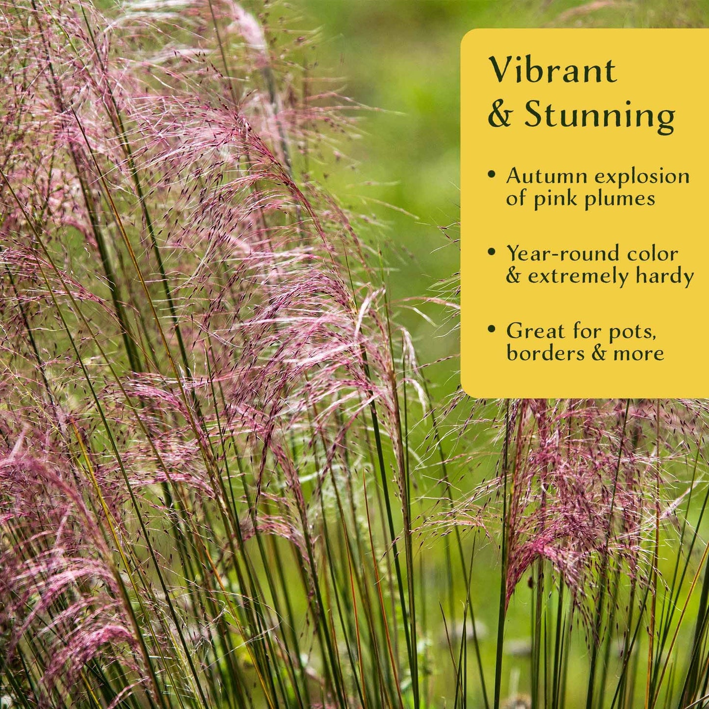 3 Pink Muhly Grass – Ornamental Perennial Grass with Cotton-Candy Pink Plumes for Borders & Mass Planting (Muhlenbergia capillaris) in 2.5″ Cubes, Live Plants