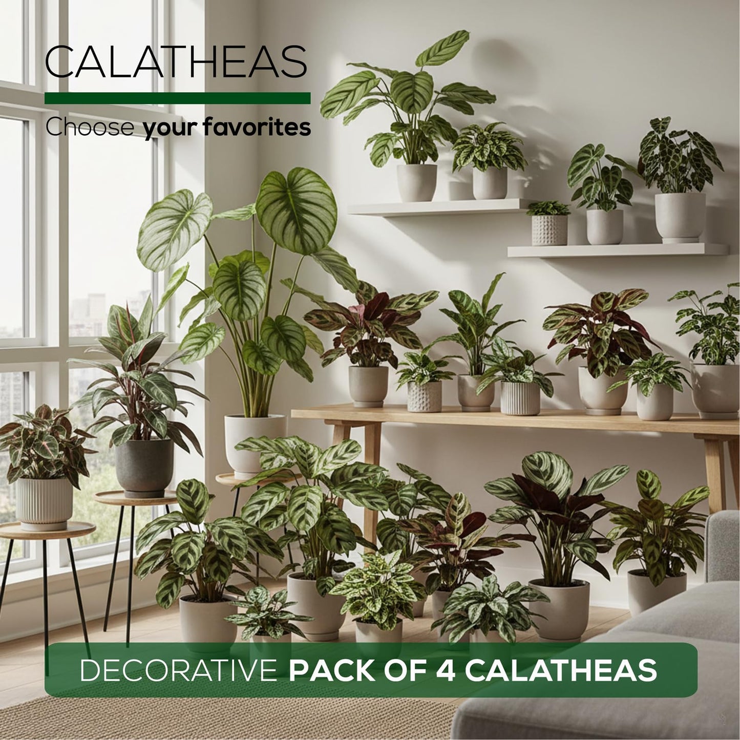 Calathea Collection (4 Pack) Live Plants – Stunning Foliage Prayer Plants Like Orbifolia, Rose Painted, White Star & Dottie – Easy Indoor Tropical Plants – Pet Friendly – Natural Air Purifiers