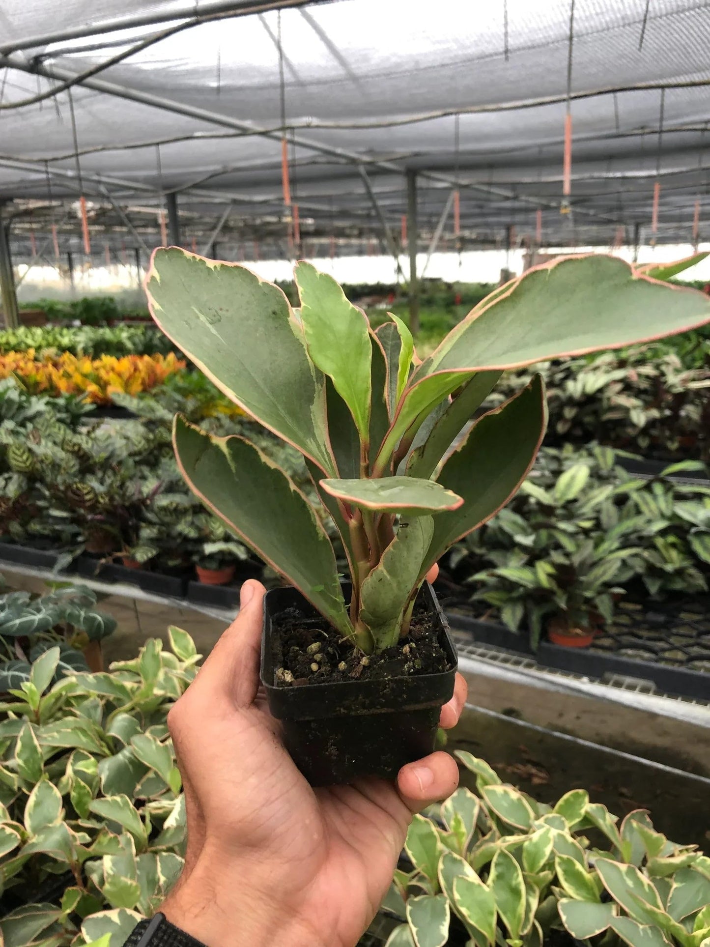 Peperomia 'Ginny' | Live Plant for Indoor & Outdoor | for Living Room, Office, Bathroom | (3" Pot)