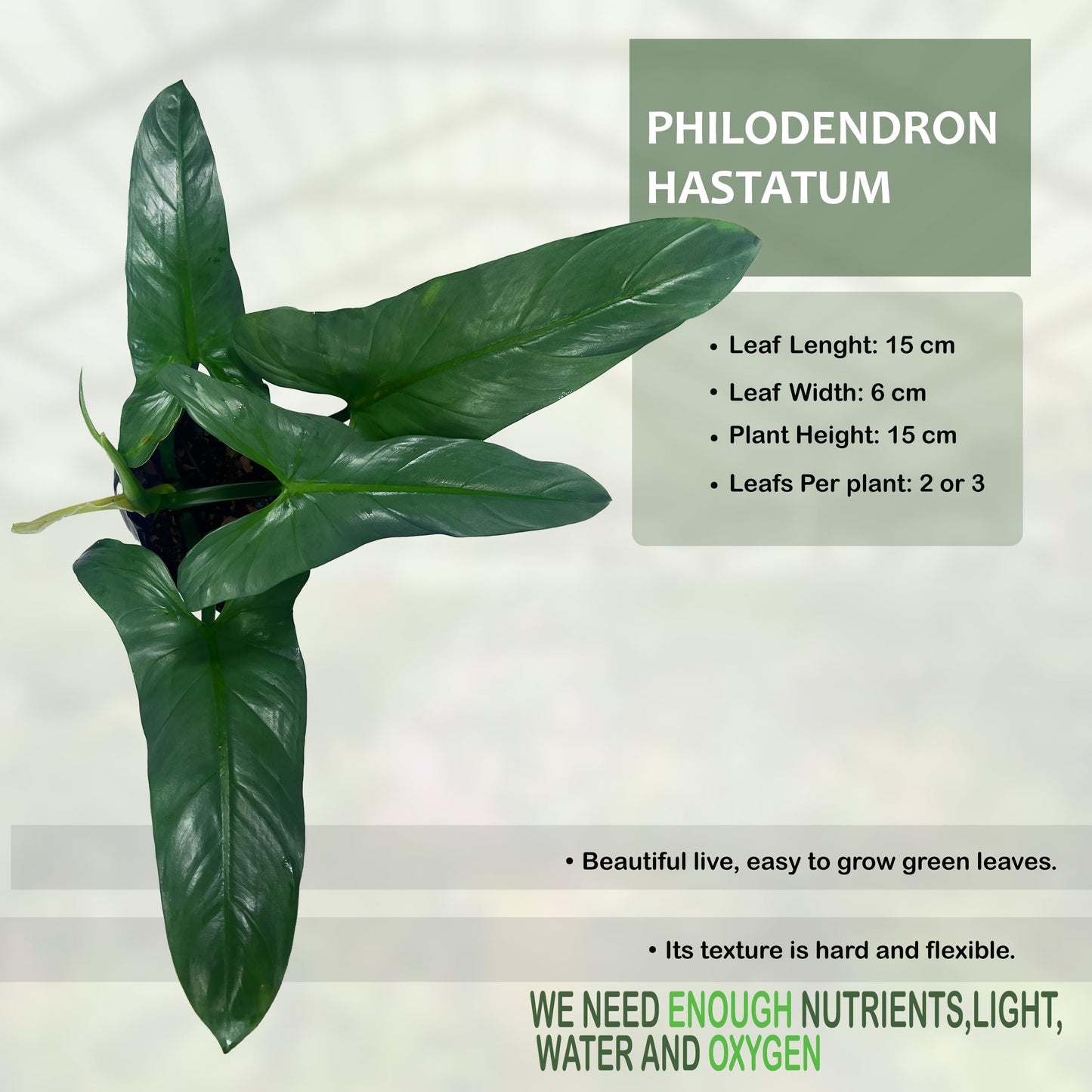 LEAL PLANTS ECUADOR Philodendron Hastatun 'Silver Sword', Stunning Metallic Sheen & Elegant Climbing Habit,Tropical Houseplant, Perfect for Home Decor, Unique Gift for Plant Lovers