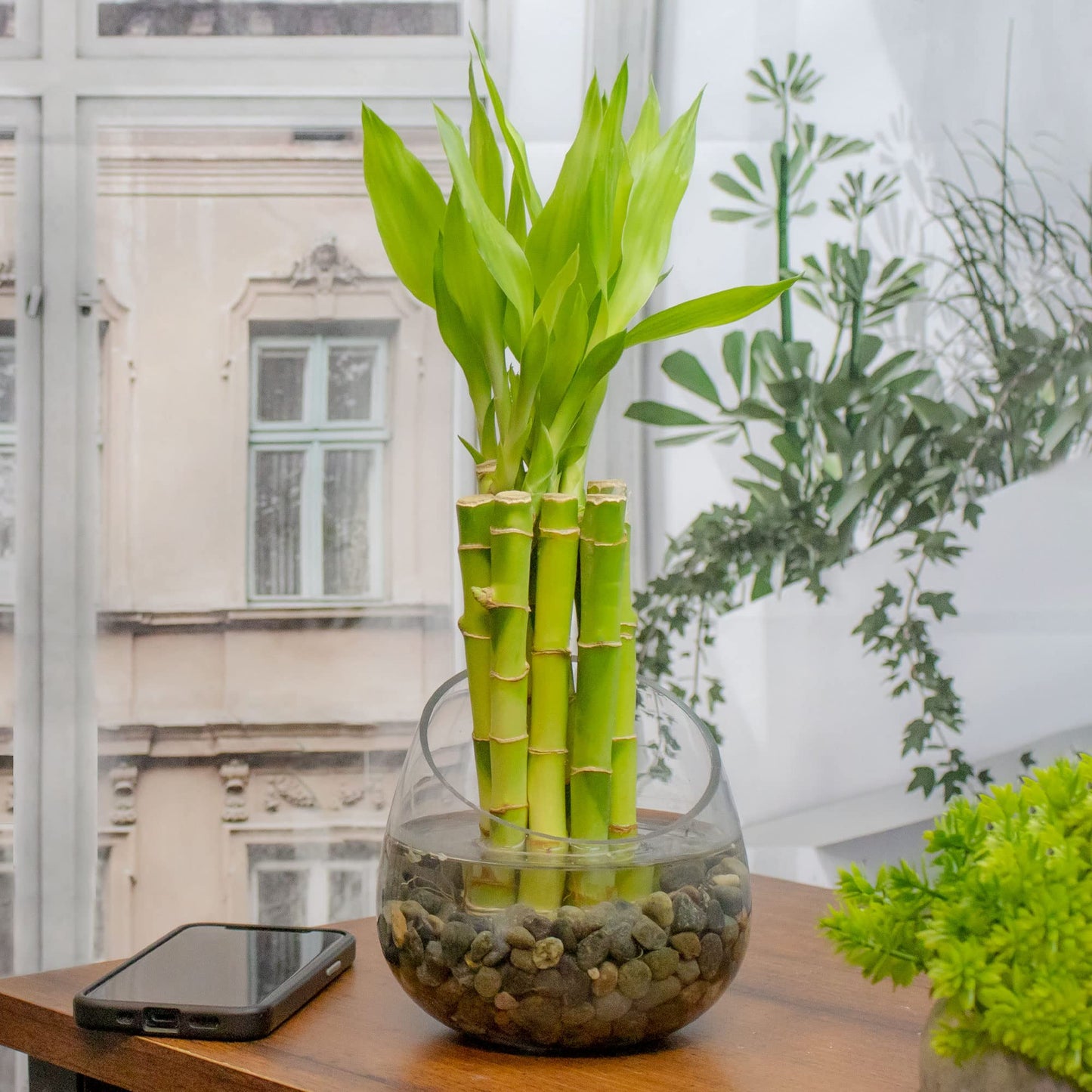 NW Wholesaler - Live Indoor Lucky Bamboo 6 Inch Bundle of 10 Stalks - Live Indoor Houseplants for Home Decor, Floral Arrangements, and Feng Shui - Good Luck Plant
