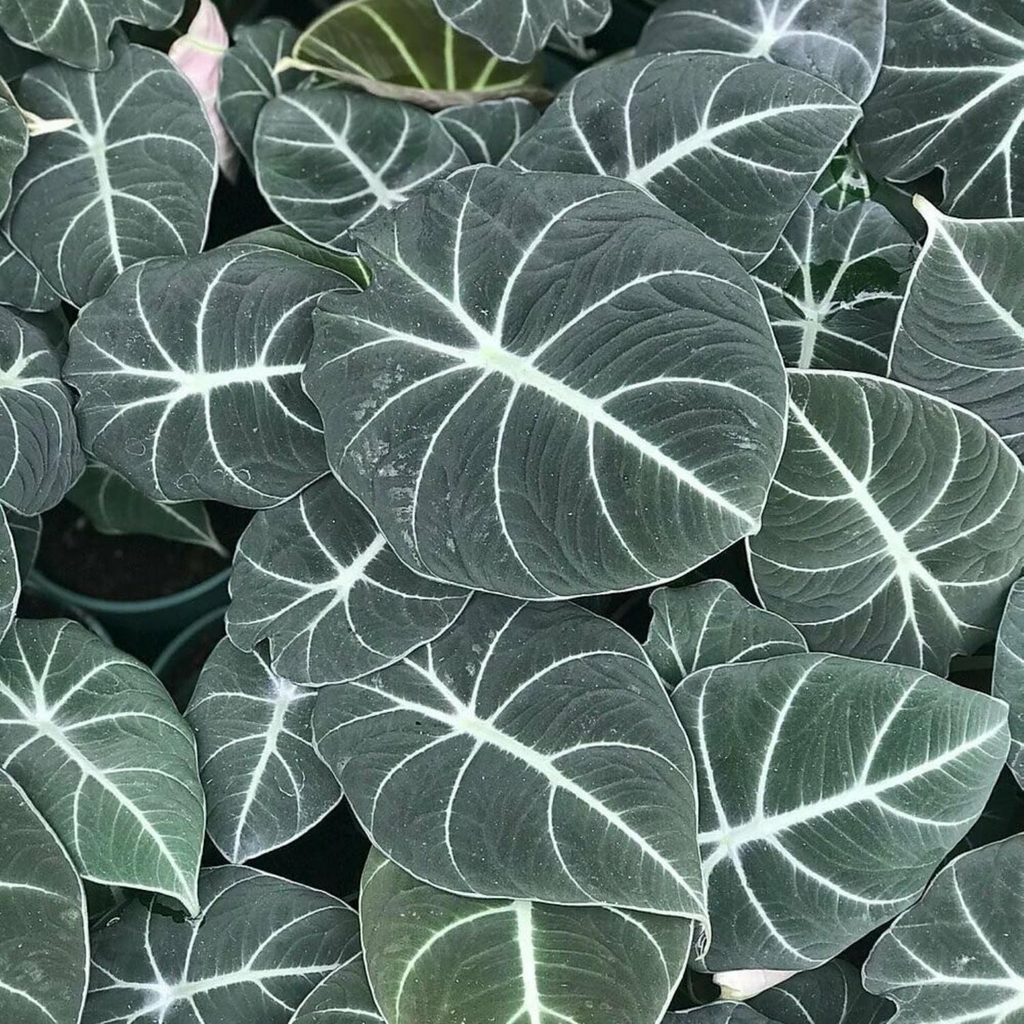 Black Velvet Alocasia Live Plant, Rare Alocasia Plant, House Plant, House Plant Indoors Live 6 Inches Tall No Pot