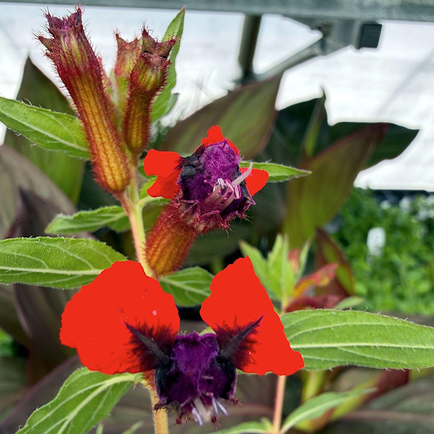 Cuphea Llavea, Bat-Faced Cuphea, C. Blepharophylla, Red or Torpedo Cuphea, Houseplant or Annual, Loved by Pollinators, Container Size: 3" (2.6x3.5)