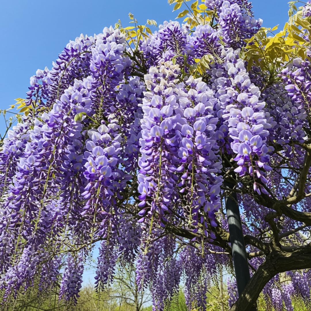 Stunning Live 1 Potted Chinese Blue Weeping Wisteria Tree Fresh Plant