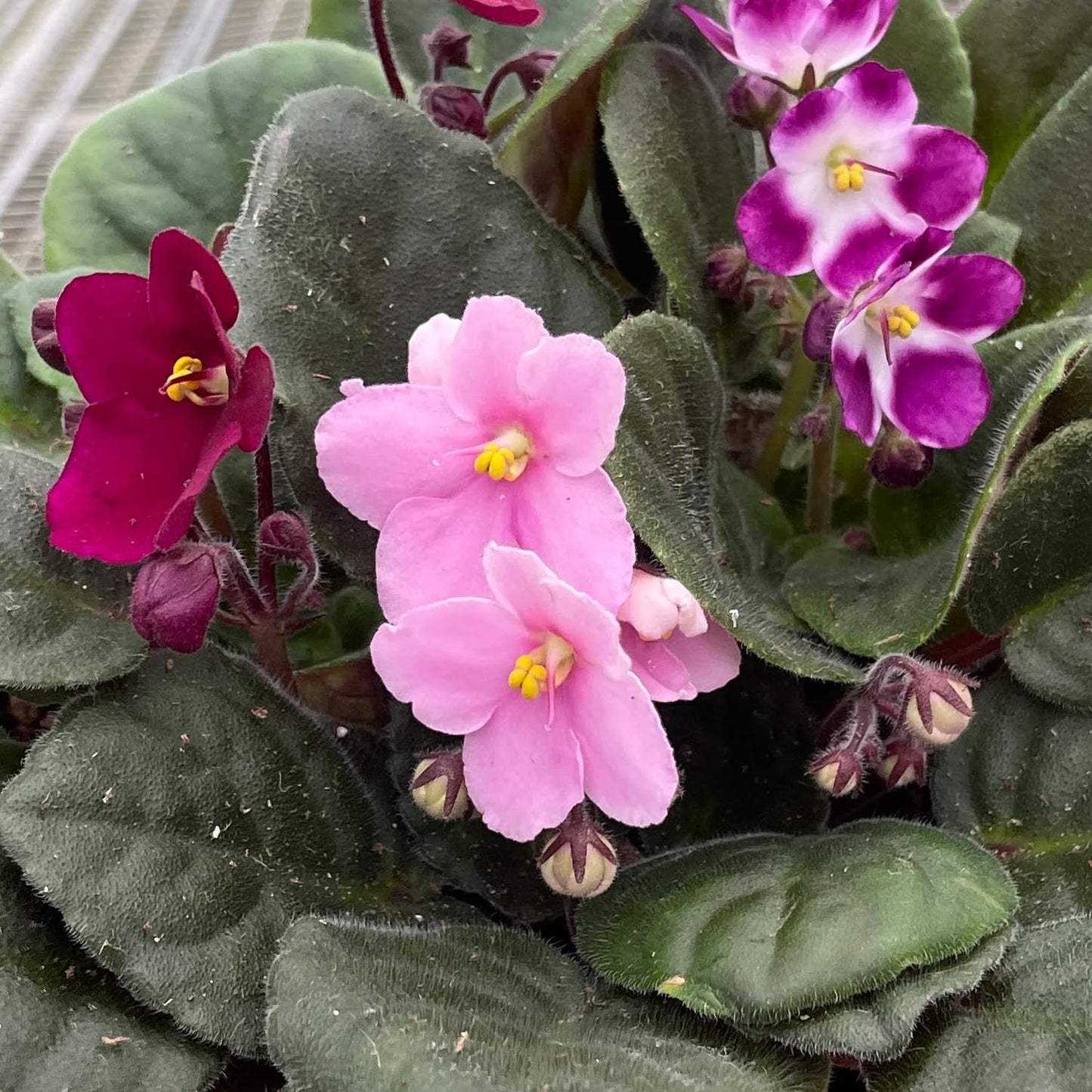 African Violet Plant - 1 Live Plant in a 4 Inch Growers Pot - Streptocarpus Ionanthus - Growers Choice - Velvety Textured Colorful Compact Flowering Houseplant