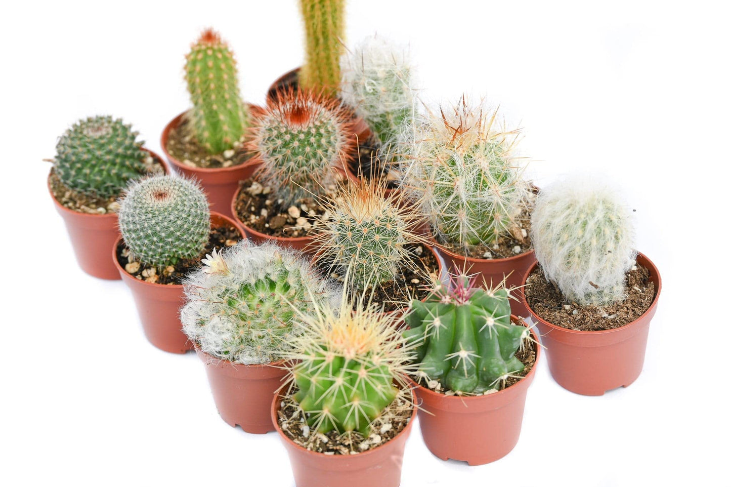 Cactus Plants Live – Small Assorted 2-Inch Cactus Plants – Fully Rooted Potted Cactus Plants – Live Cactus Plant Set (12)