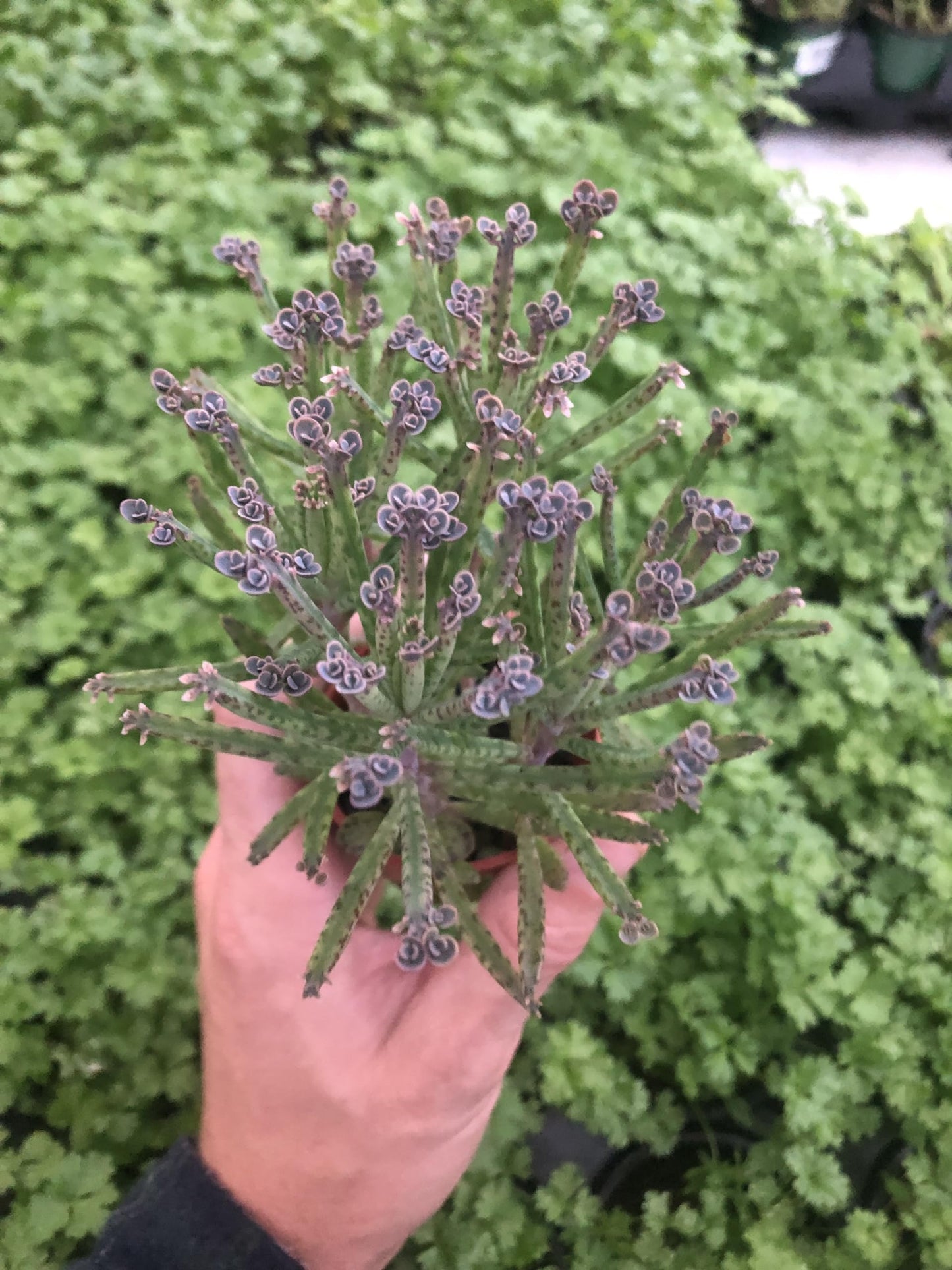Kalanchoe " Mother of Millions" Live houseplant for Home and Garden.