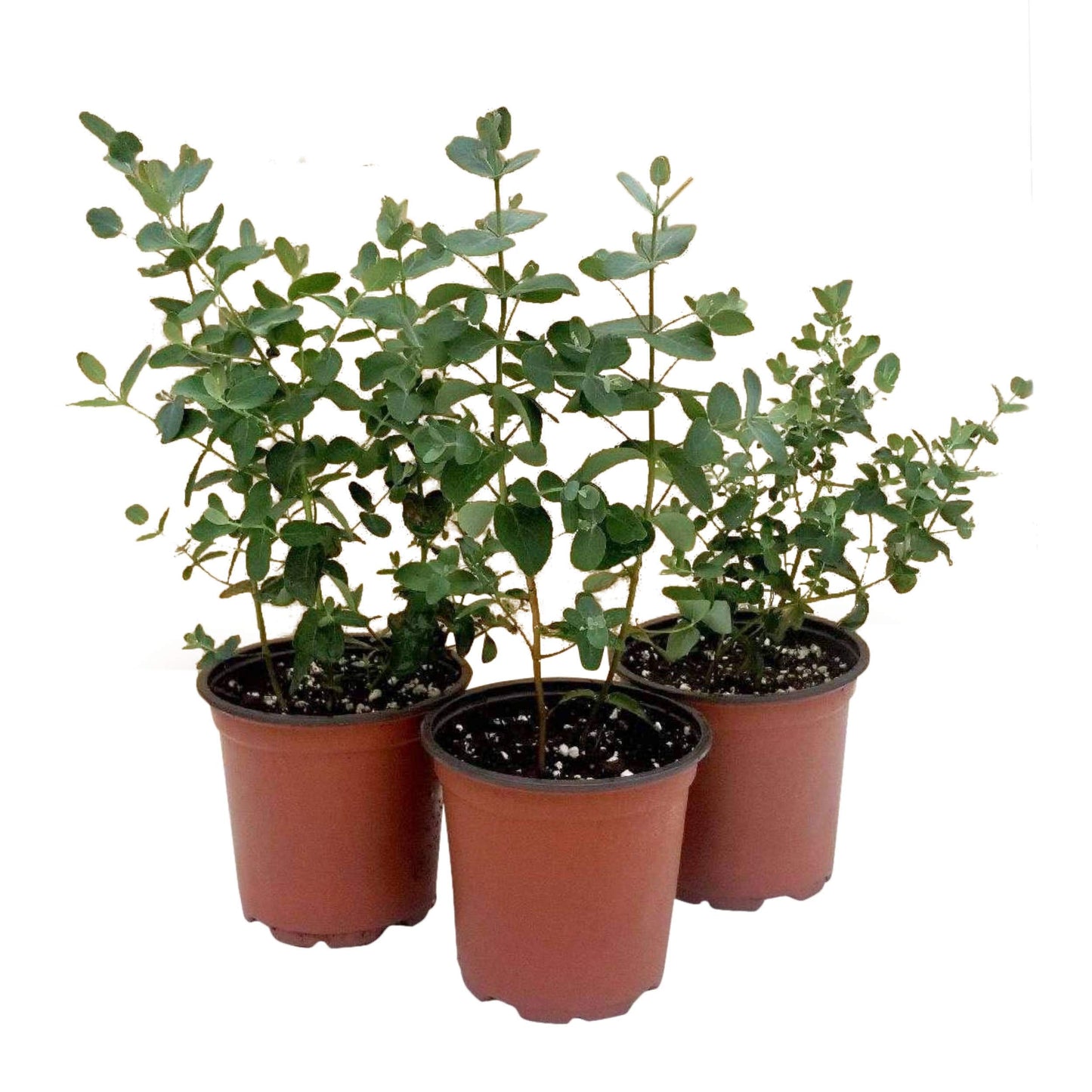 Live Aromatic and Healthy Herb - Eucalyptus (4 Per Pack), Improved Breathing and Air Quality, 10" Tall by 3" Wide