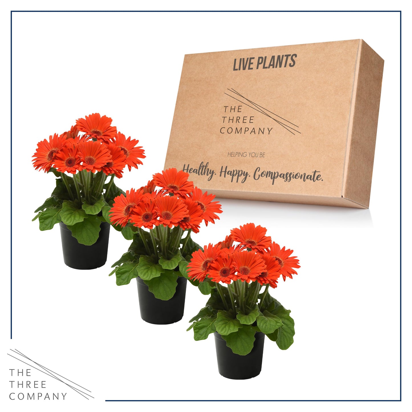 Live Flowering Gerbera Daisies - Orange (3 Plants Per Pack) - Beautiful Spring Flowers - 12" Tall by 5" Wide in 1 Qt Pot