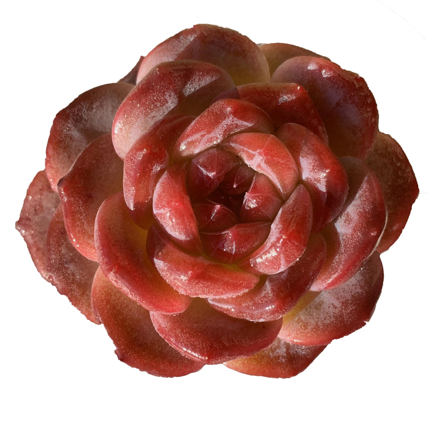 FWPP Live Succulents Plants Echeveria Snow Lotus 2 inches,Rare red Succulents Bare Root Without Pot Soil, Live Plants Indoor Office Decoration Wedding and Gift