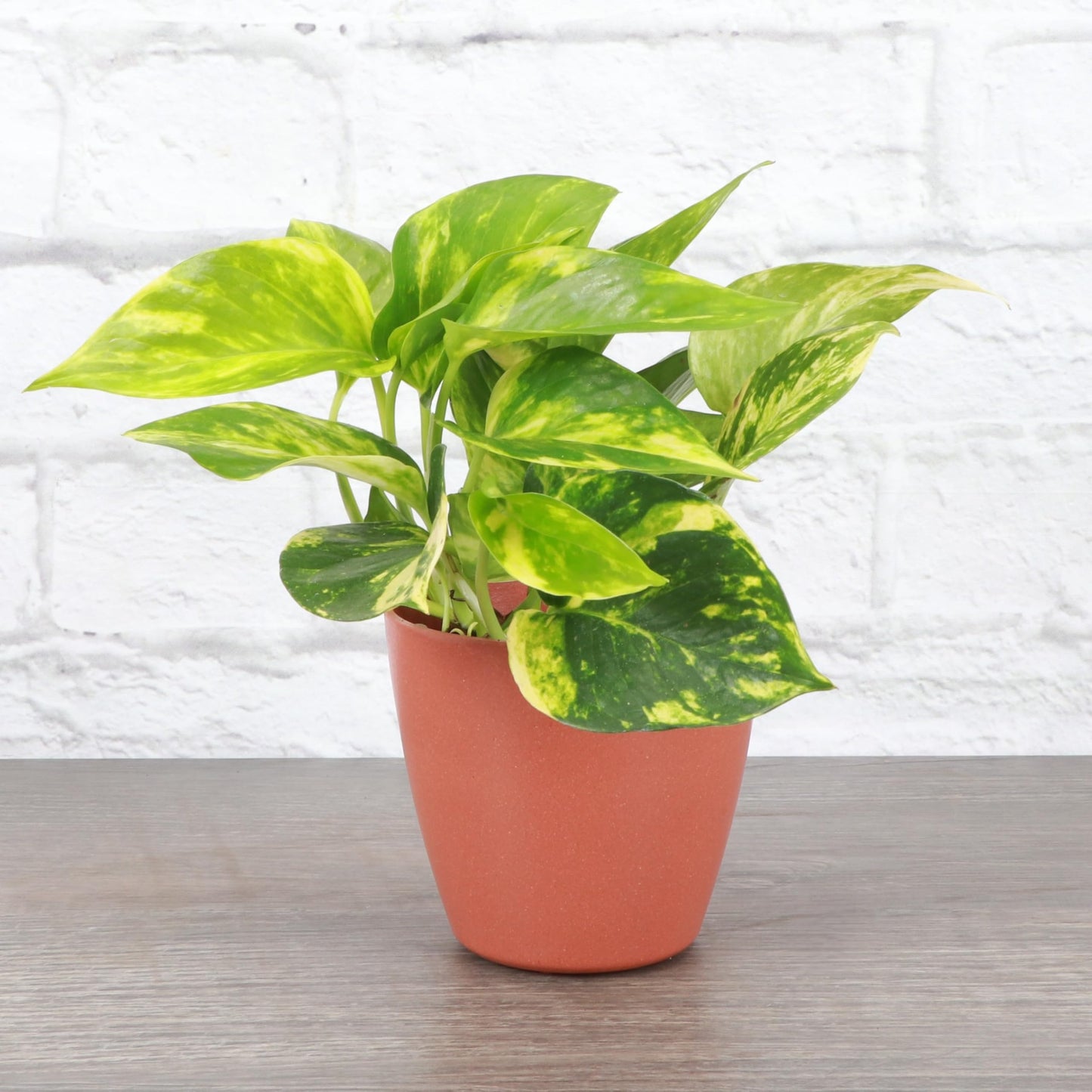 Thorsen's Greenhouse Golden Pothos, Live Indoor Vining Plant, Easy to Grow, Variegated Houseplant, Natural Air Purifier (Terra Cotta, 4-inch Pot)