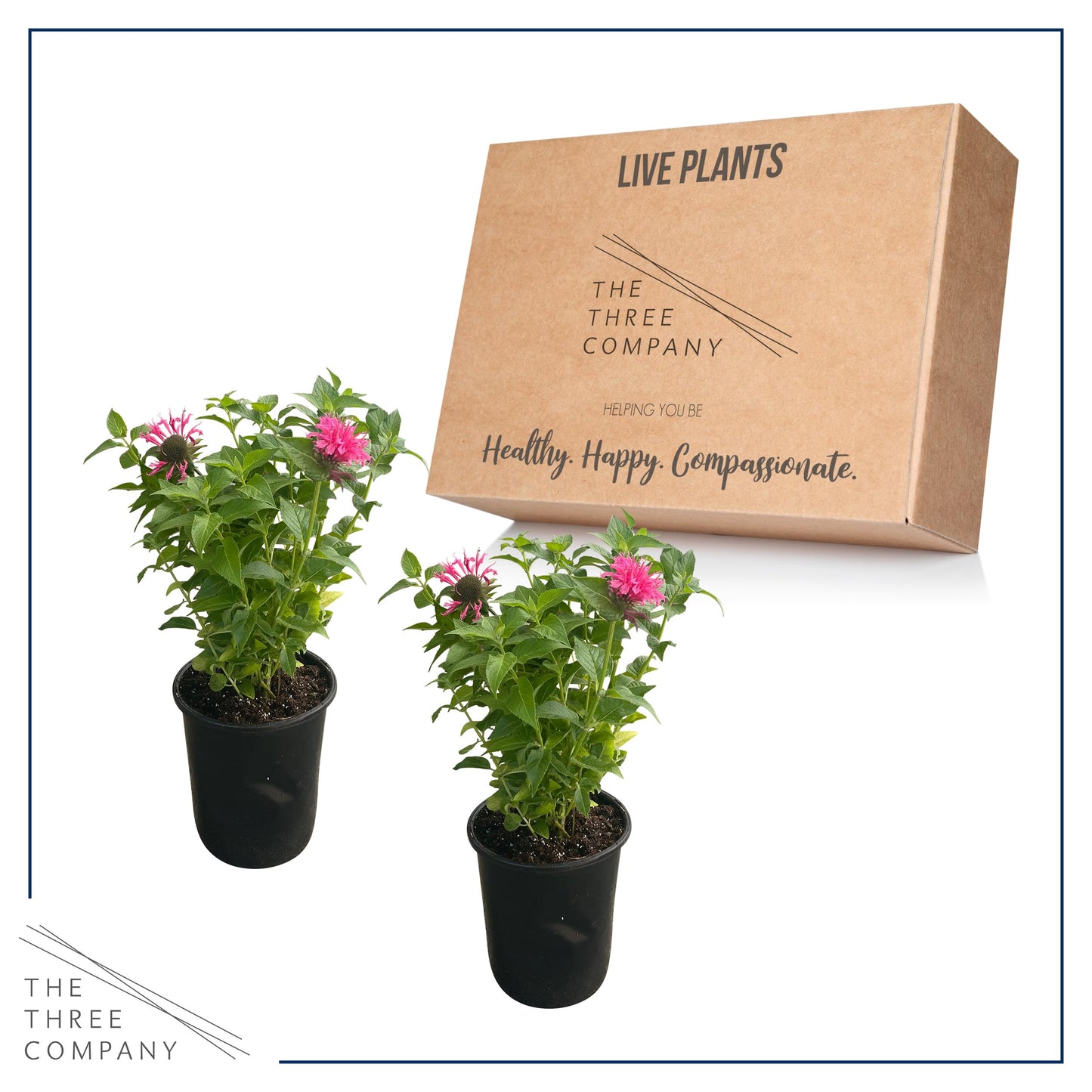Live Flowering Bee Balm - Balmy Pink (2 Plants Per Pack), Pollinator - Attracts Butterflies, 10" Tall by 4" Wide in 1 Qt Pot