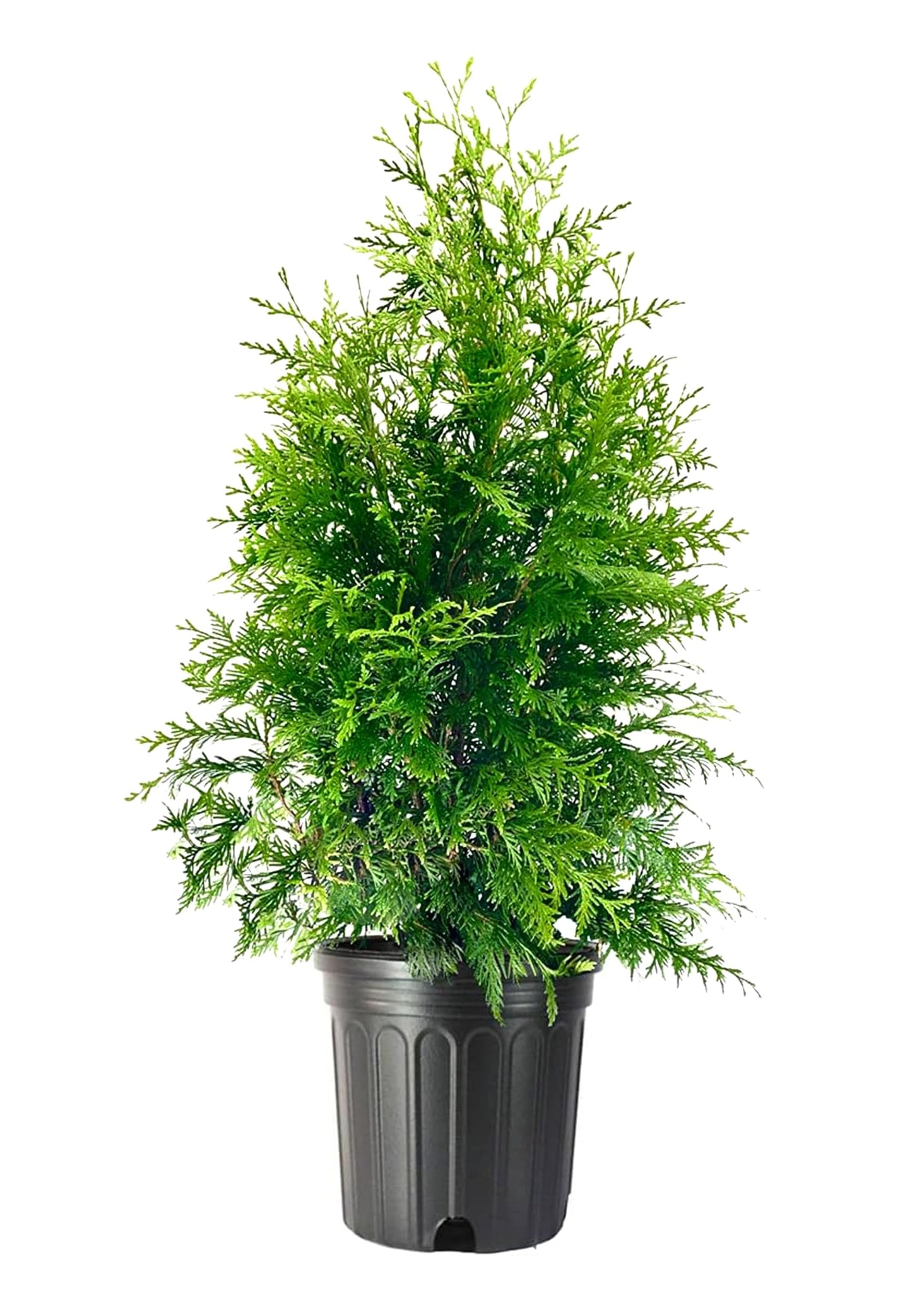 Green Giant Arborvitae | 1 Large Trade 3 Gallon Tree | Thuja Plicata | Live Evergreen Privacy Screening Plants