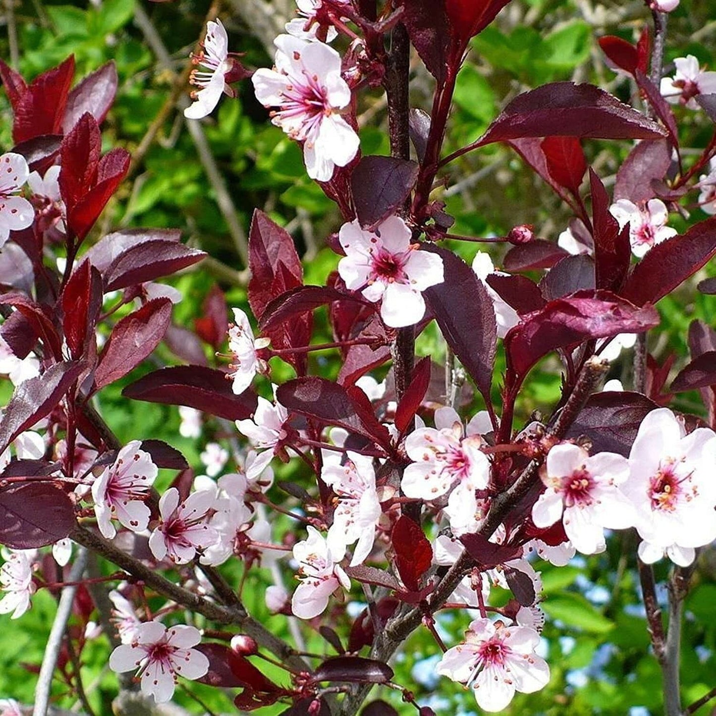 yunakesa 2 Purple Leaf Sand Cherry (Cistena Plum) Shrubs/Trees, 18-24 Tall