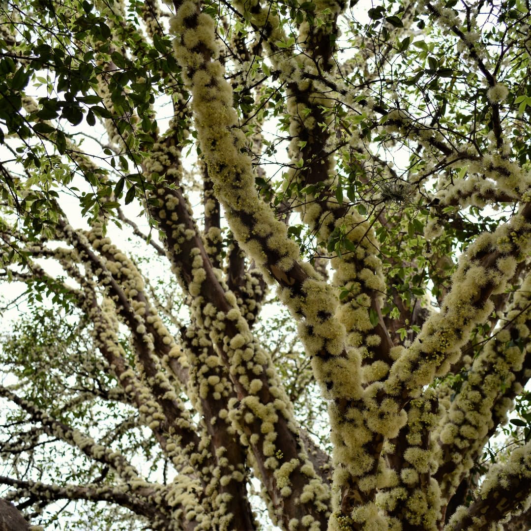 Live Black Jaboticaba Tree Plant, Brazilian Jabuticaba Plant, Sweet Fruit Tree, 1 Feet Tall for Outdoor Planting