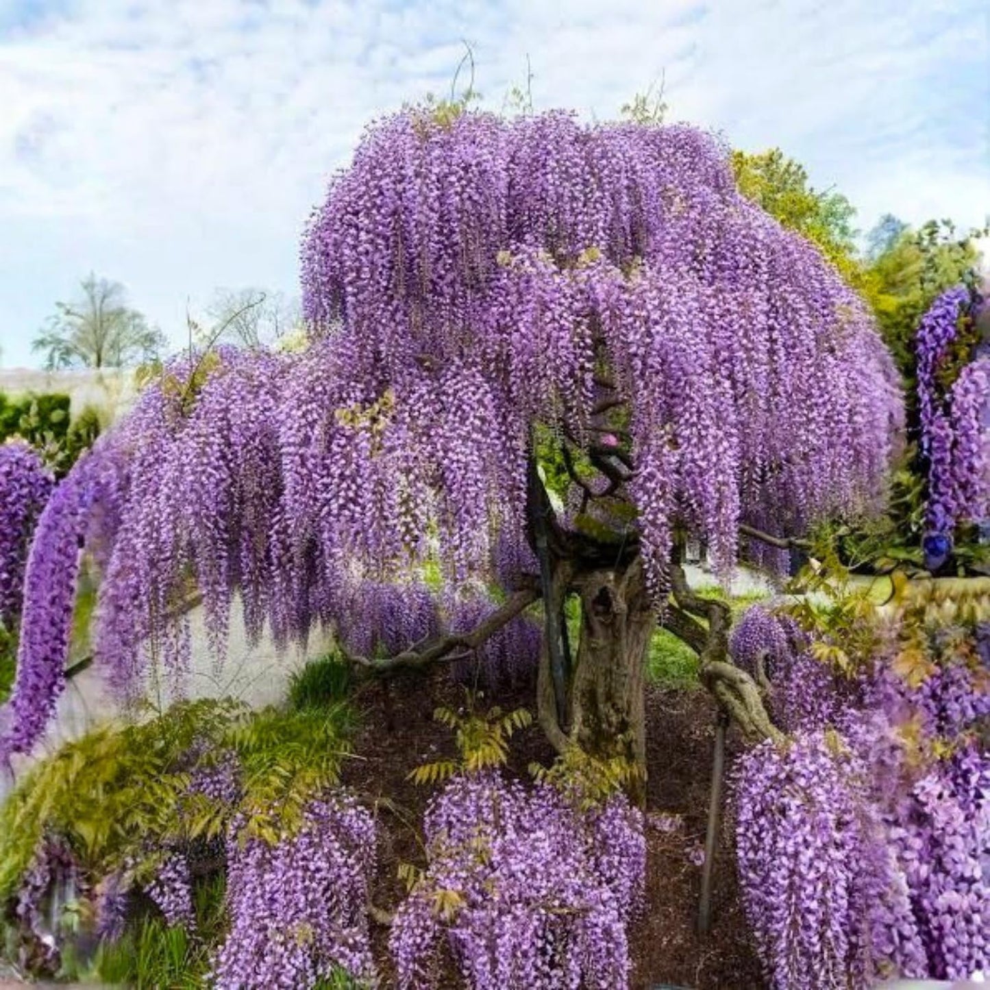 Wisteria Plant Live, Purple Wisteria Hardy Climbing Flowering Vine 4'' Pot, Outdoor Trellis, Arbor or Fence Vine Starter