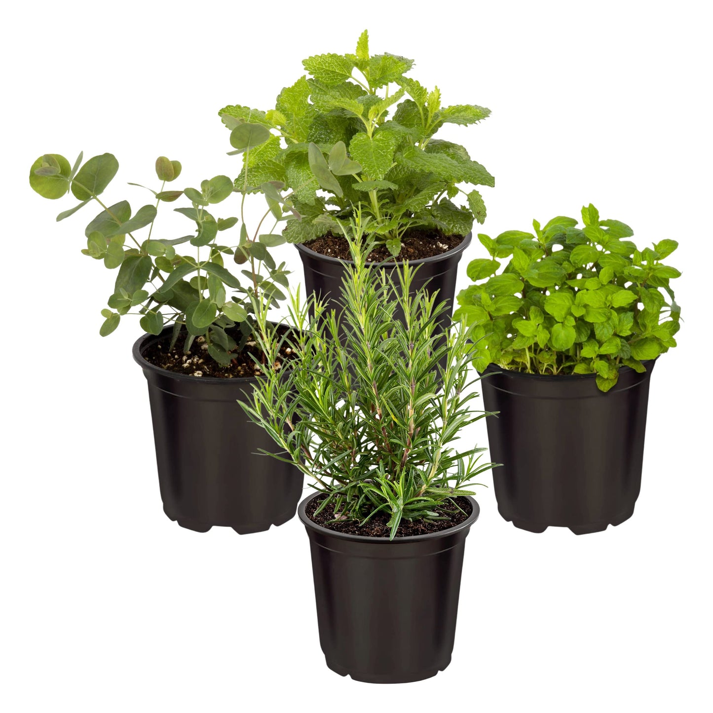 Live Aromatic and Edible Herbs - Assorted Varieties (4 Per Pack) - Lemon Verbena, Eucalyptus, Mint, Lavender - 6" Tall by 3" Wide in 1 Pint Pot