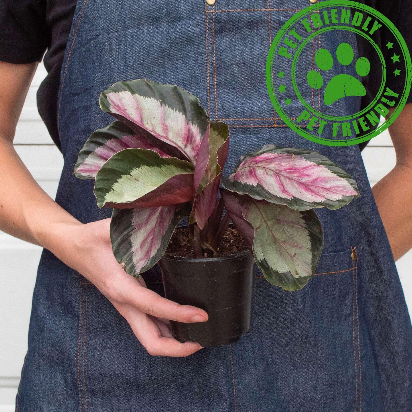 Calathea roseopicta Silvia Live Plant for Indoor | Different Houseplants in 4'' & 6'' Pot | Real House Plant for Living Room, Office, Desk & Bathroom | Prayer Plant