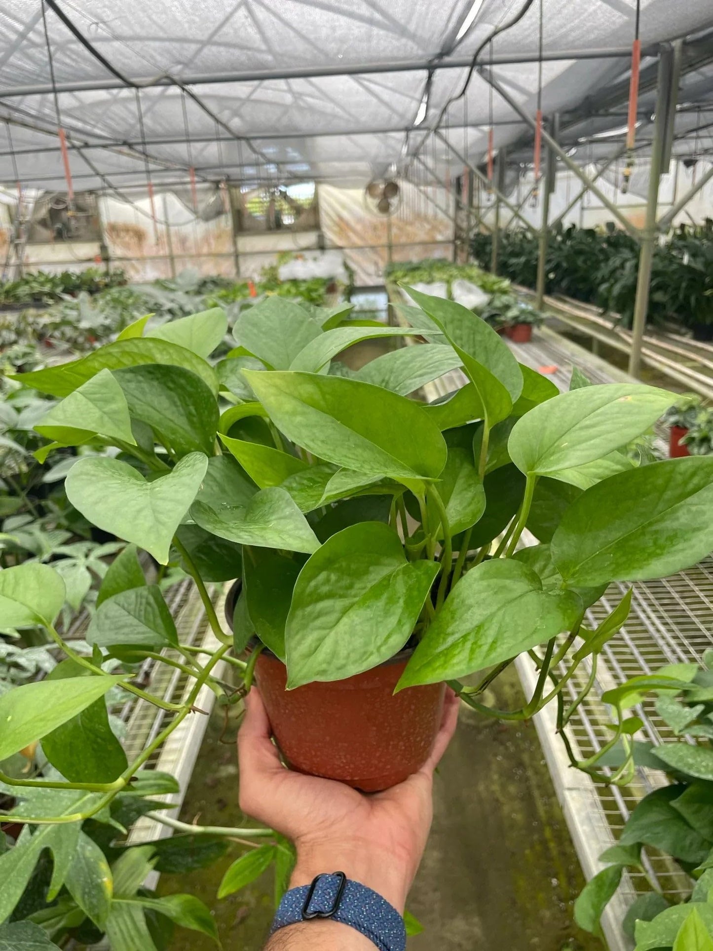 Pothos 'Green Queen' | Live Plant for Indoor & Outdoor | for Living Room, Office, Bathroom | (4" Pot)