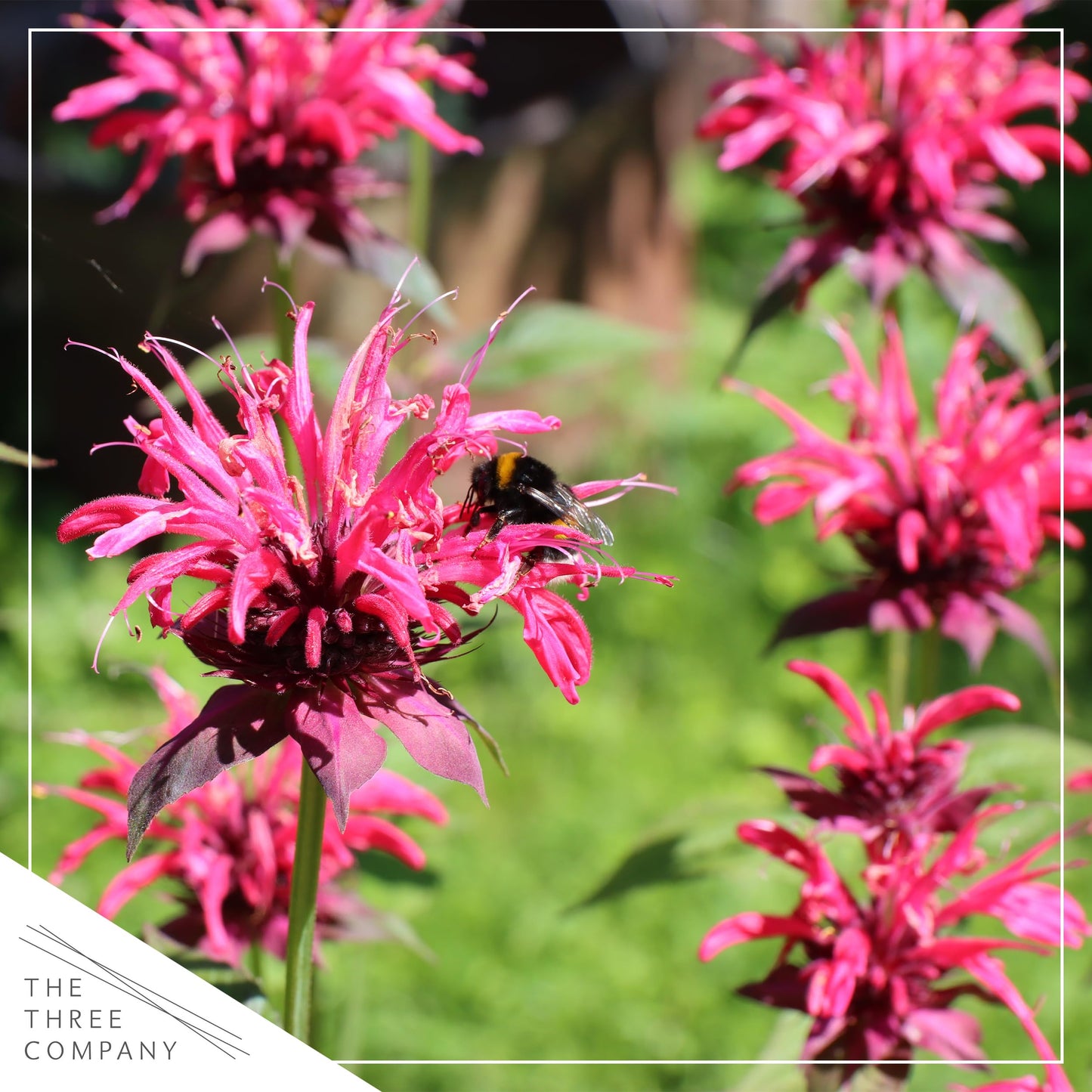 Live Flowering Bee Balm - Balmy Pink (2 Plants Per Pack), Pollinator - Attracts Butterflies, 10" Tall by 4" Wide in 1 Qt Pot