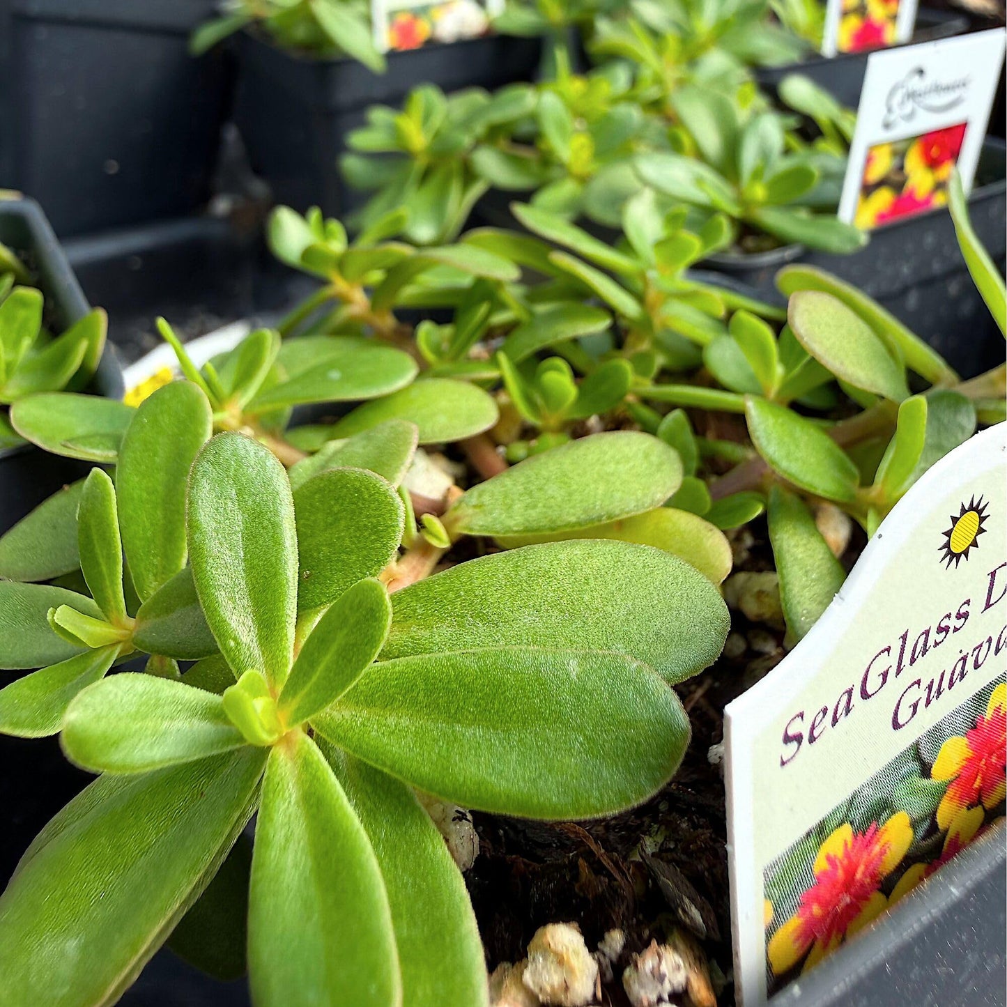 Portulaca oleracea, 'Seaglass Double Guava', Moss Rose, Purslane, Succulent, Double Blooms on Low-Growing Foliage, Container Size: 3" (2.6x3.5)