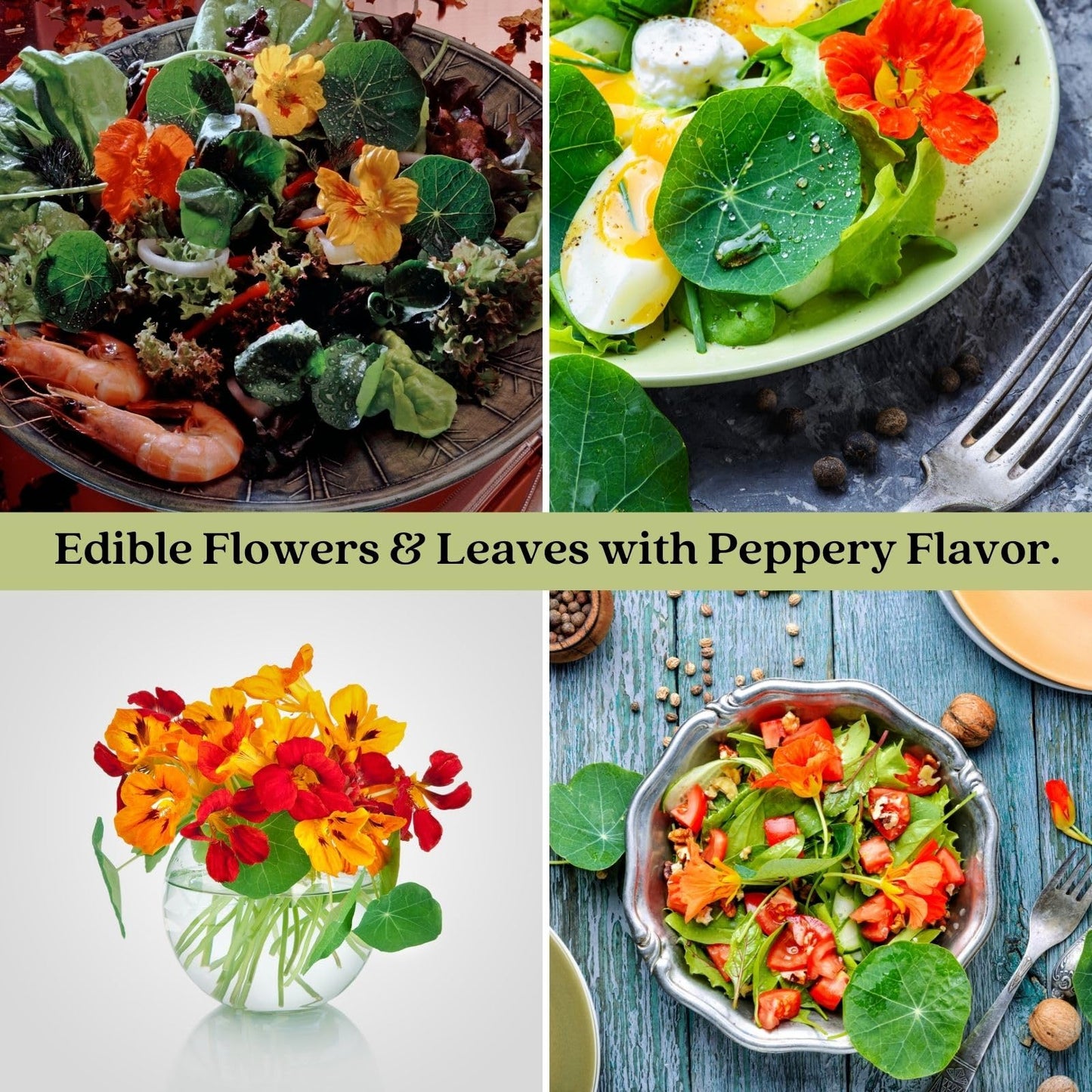 Clovers Garden Variegated Nasturtium (Alaska) Plants – Two (2) Live Plants – Non-GMO - Not Seeds - Each 4" to 8" Tall – in 4" Inch Pots – Deliciously Edible, Trap Plant for Veggie Gardens