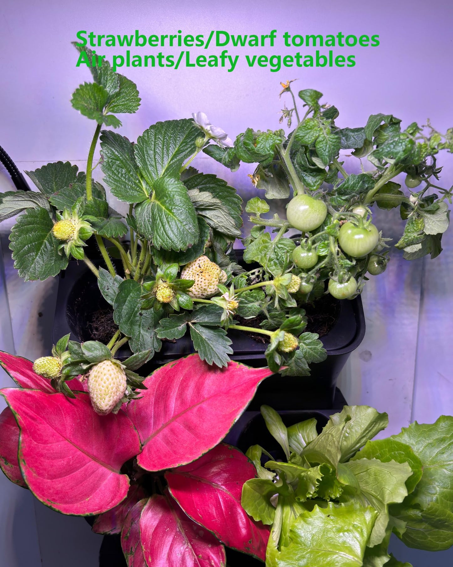 DPROOTS Wall Planters for Indoor Plants with Grow Light & Self Watering System, 6-Pot Vertical Garden for Herbs, Vegetables, Flowers, Succulents, Includes Screws & Expansion Pipes