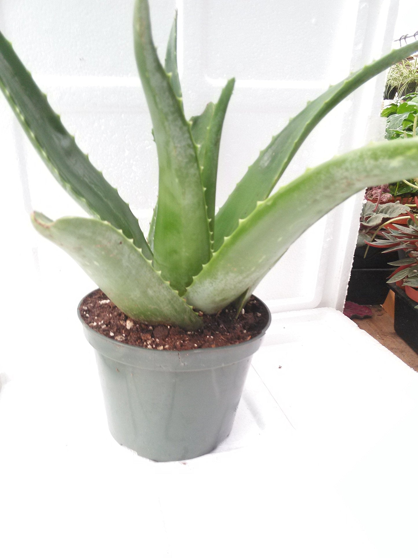 Aloe Vera -Juice Medicinal Tropical Plant Live 6'' pot From Jm Bamboo