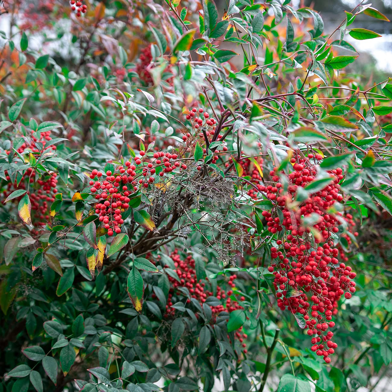 Perfect Plants Gulfstream Nandina 1 Gal. Pot | Heavenly Bamboo | Low Maintenance | Vibrant Color Changing Foliage