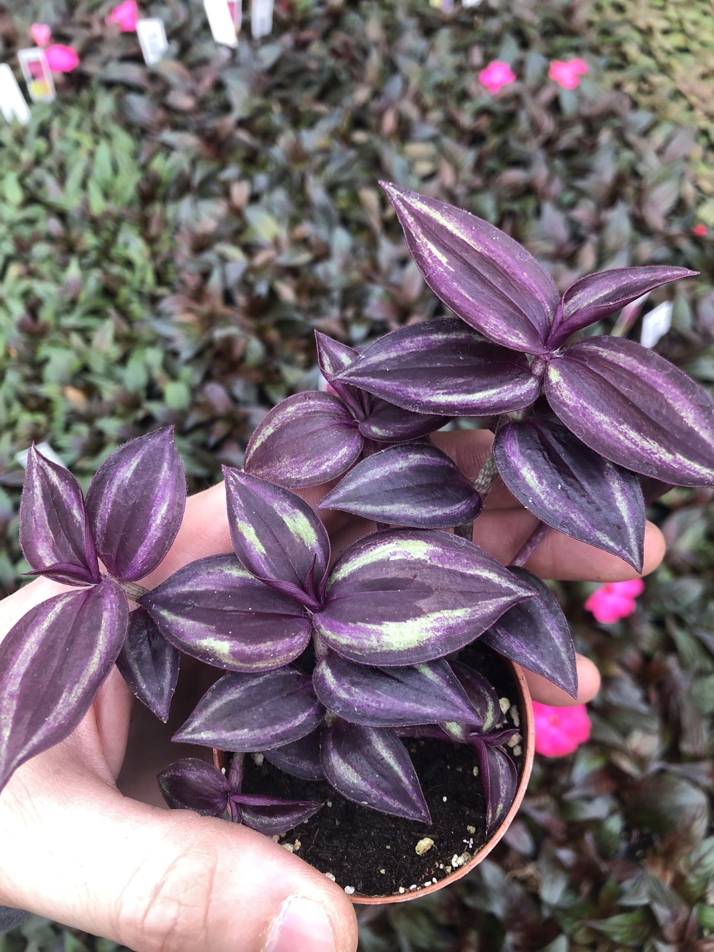 Generic Tradescantia Zebrina Burgandy ~ Live Wandering Jew Plant ~ Vibrant Dark Purple ~ Live Plant for Home Office and Garden, Green gray