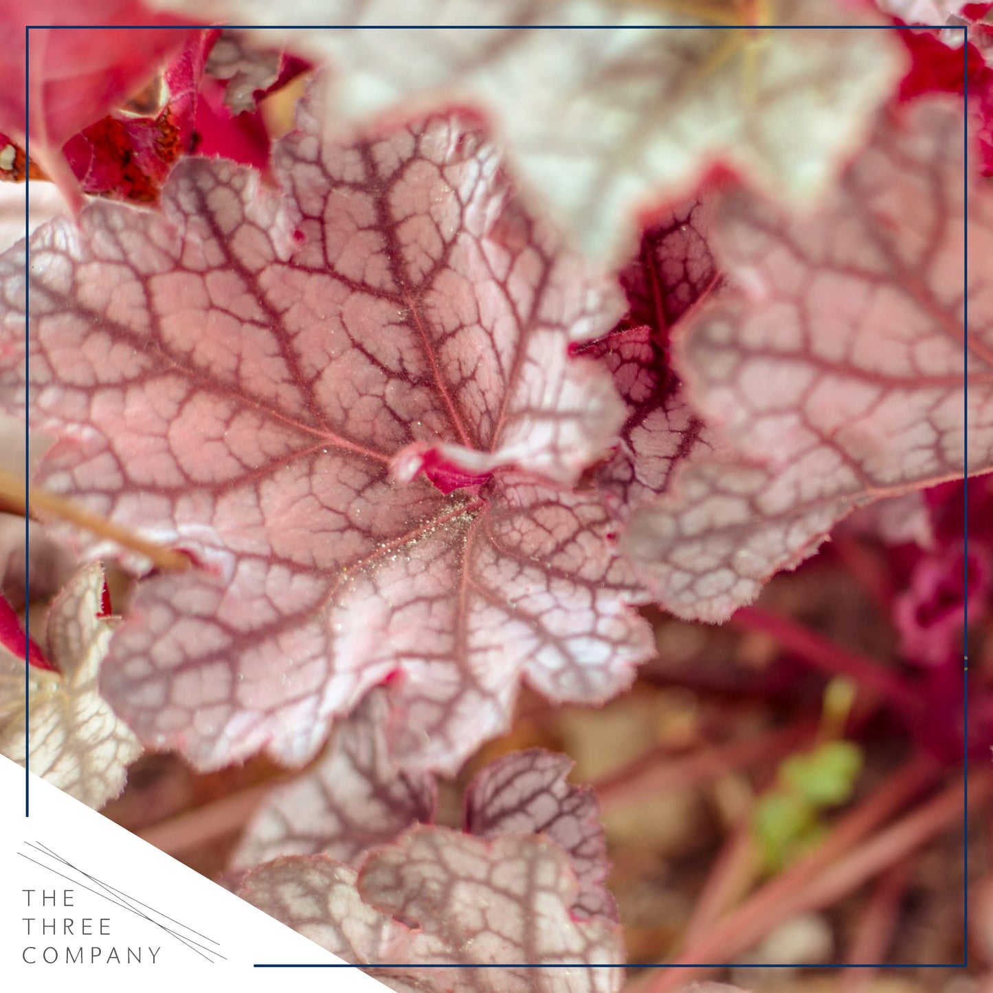 Live Heuchera (Coral Bells) - Shades of Red - Beautiful Shade Perennial - Healthy Spring Plant - 12" Tall by 6" Wide in 2.5 Qt Pot