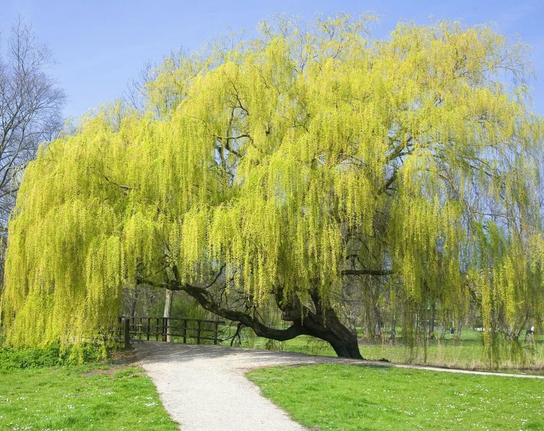 Live Plant - Weeping Willow Tree - 24-36" Tall - Live Plant - Bareroot - Salix babylonica
