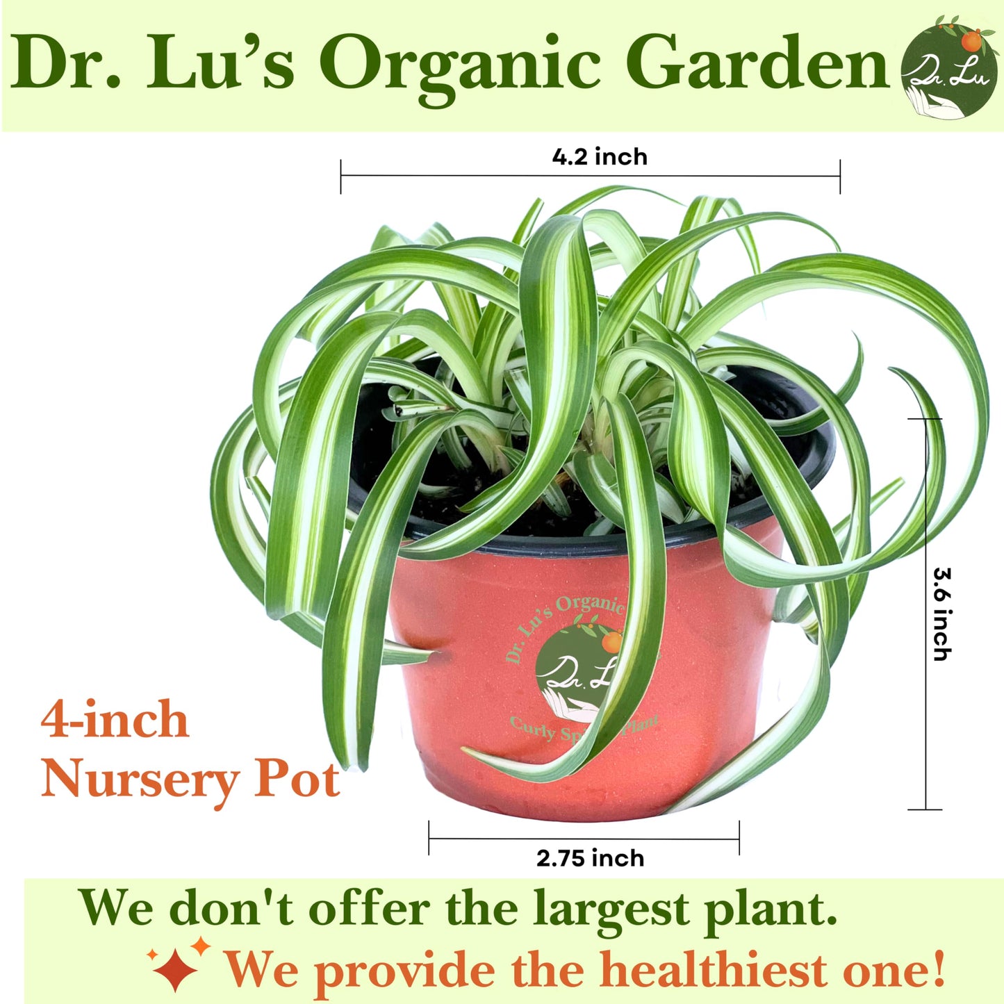 Dr. Lu’s Organic Bonnie Curly Spider Plant | Air Purifying House Plants | Rooted Spider Plant | Easy Grow Indoor Plants | Live Plants in 4'' Nursery Pot