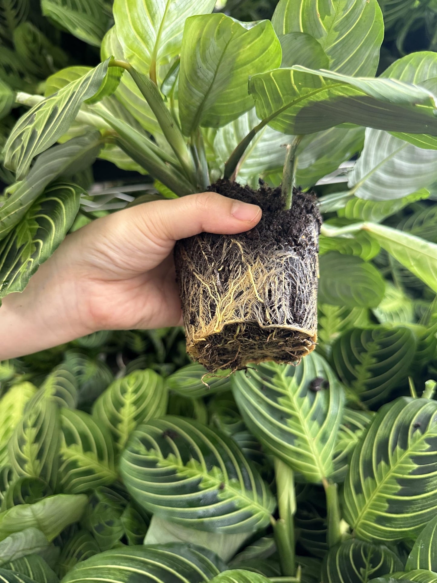 Live Plant,2Lemon Lime Maranta Prayer Plant, Pet Friendly, Air Purifying Plant, Easy Care, EasytoGrow Live Indoor Plant, Houseplant, Rare Indoor Plant, Home Décor 4 inch Pot by Hopewind Plants Shop