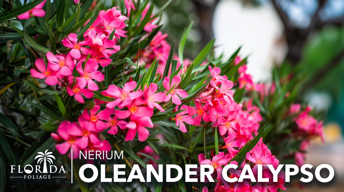 Oleander Calypso Nerium | 3 Extra Large Trade 3 Gallon Plants | Drought Tolerant Shrub, Tropical Flowering, Evergreen Landscaping, Fast Growing Outdoor Garden, Low Maintenance, Vibrant Pink Blooms