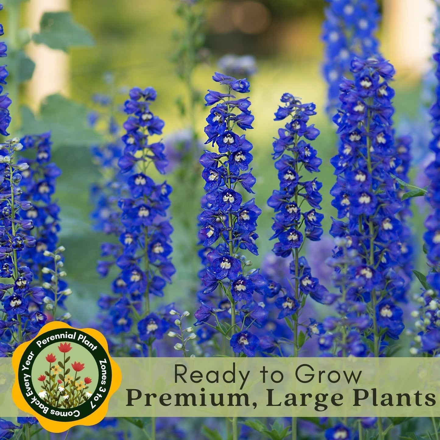 Clovers Garden Delphinium Black Knight (Larkspur) Live Plants - Two (2) Non-GMO Plants - Each 4" to 8" Tall in 4" Pots - Large Flower Spikes