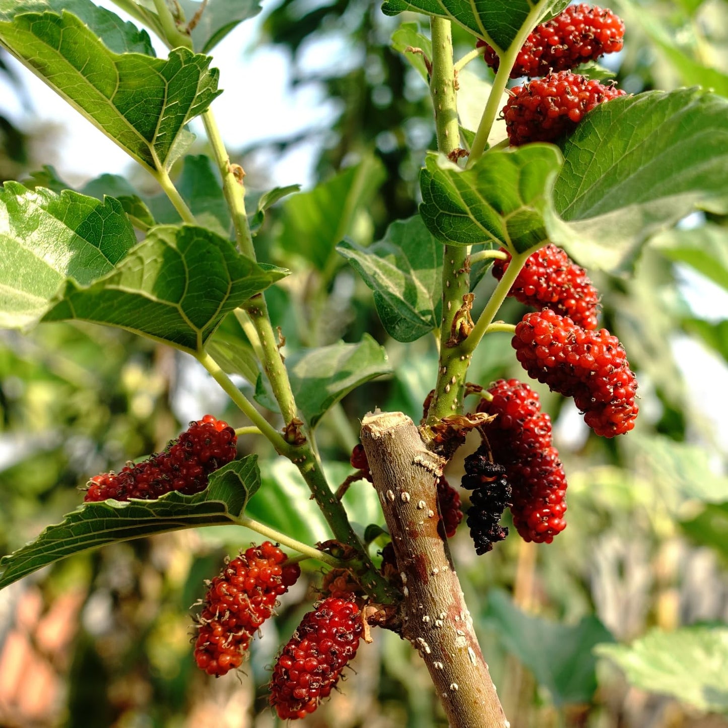 2 Red Mulberry Plants Live, 5-9 Inch Tall, Mulberry Fruit Trees Live Plants, Mulberry Seedlings