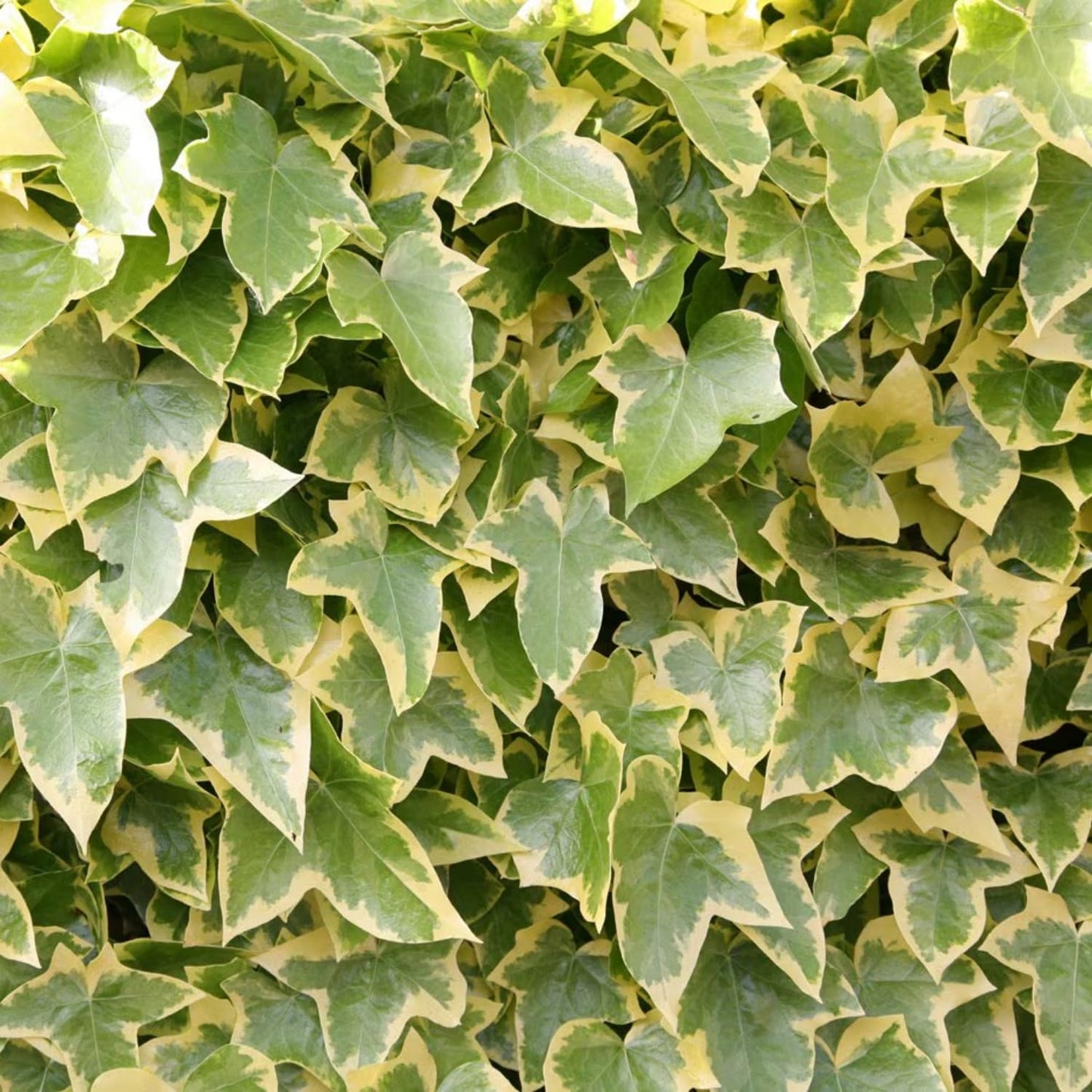 Trailing English Ivy Live Plant, Hardy Ivy Plants in 4" Pot, Climbing Plants Outdoor Garden, Easy Care House Plant (Variegated Yellow Green)