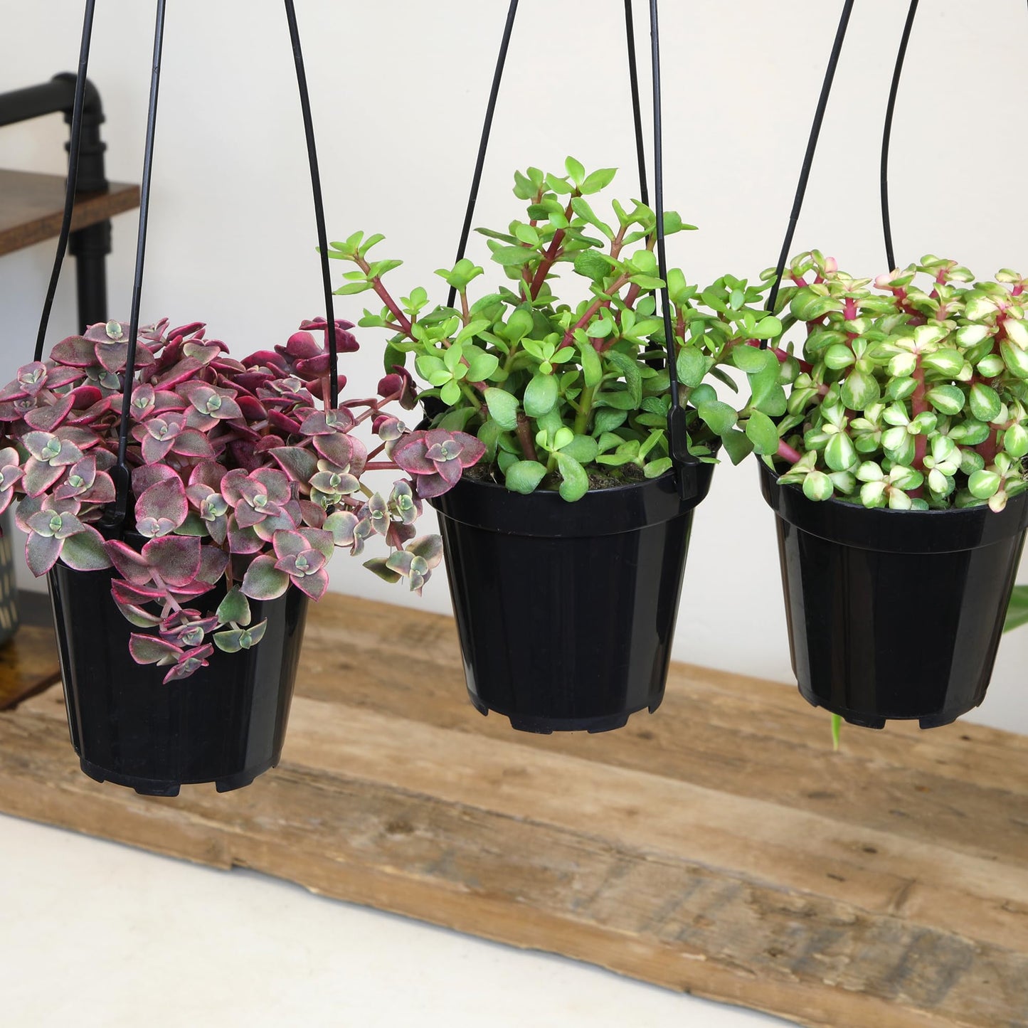 Altman Plants Hanging Succulents (3PK) in 3.5" Hanging Baskets for Plants, String of Pearls, Calico Kitten Crassus, Portulacaria Afra, Trailing Live Succulents Plants & House Plants in Succulent Soil