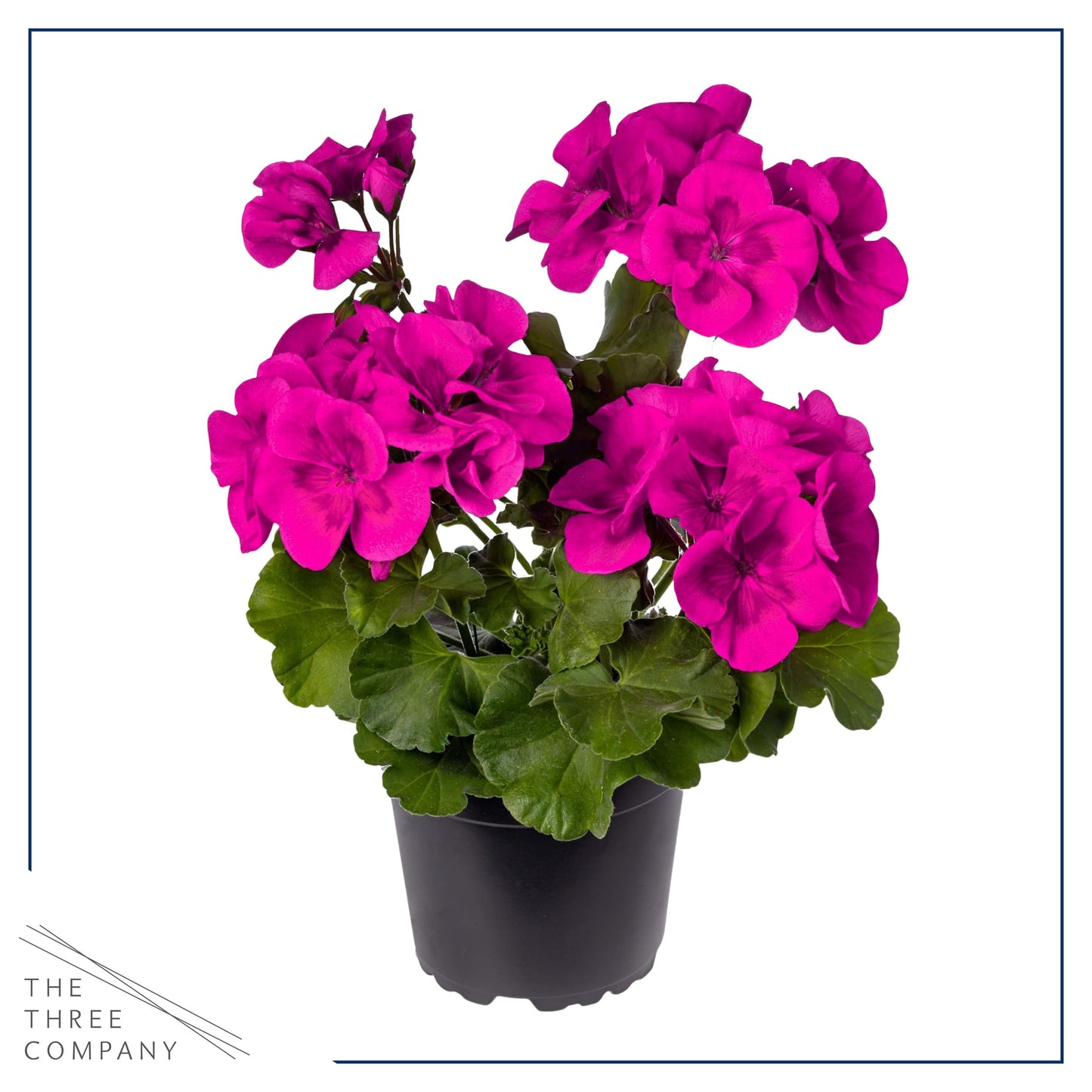 Live Flowering Zonal Geraniums - Purple (3 Plants Per Pack) - Beautiful Spring Flowers - 12" Tall by 5" Wide in 1 Qt Pot