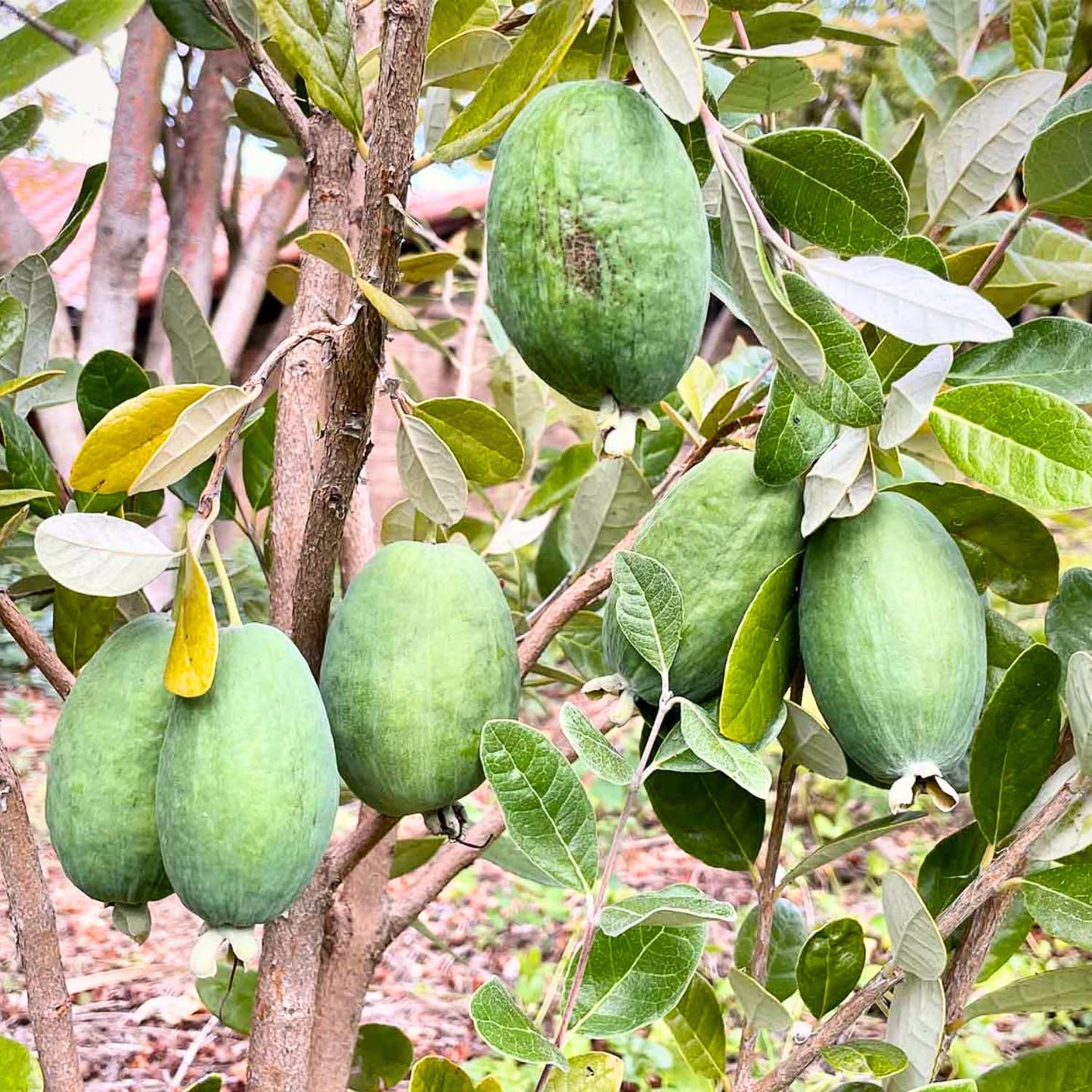 Pineapple Guava Live Plant, 4-8” Tall, Hardy Guava Fruit Tree for Garden
