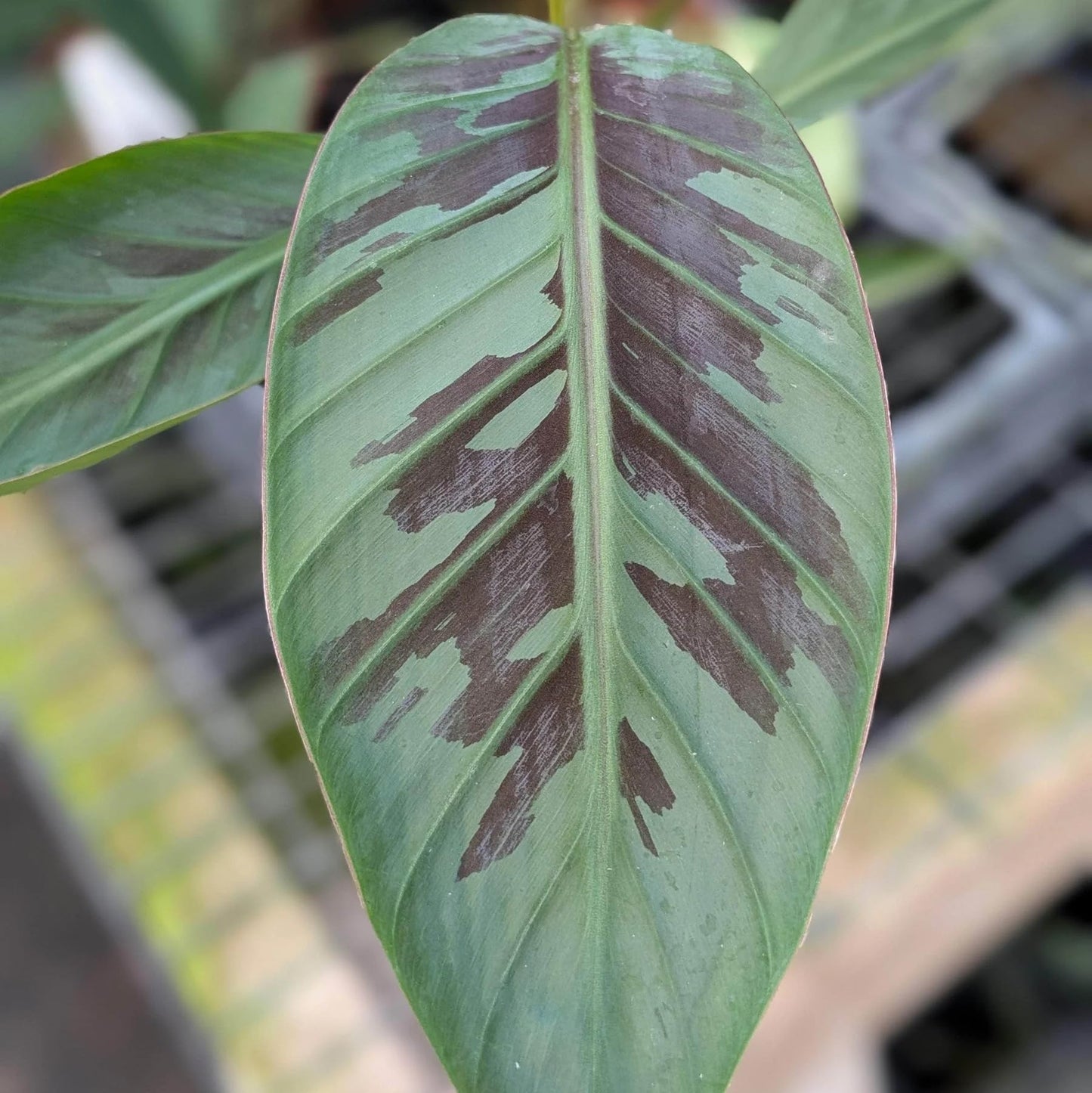 Zebrina Banana (Blood Banana) 5-9" Live Plant - Rare Red Variegated Foliage - Fast Growing Ornamental for Patio/Indoors - Tropical Rojo Accent