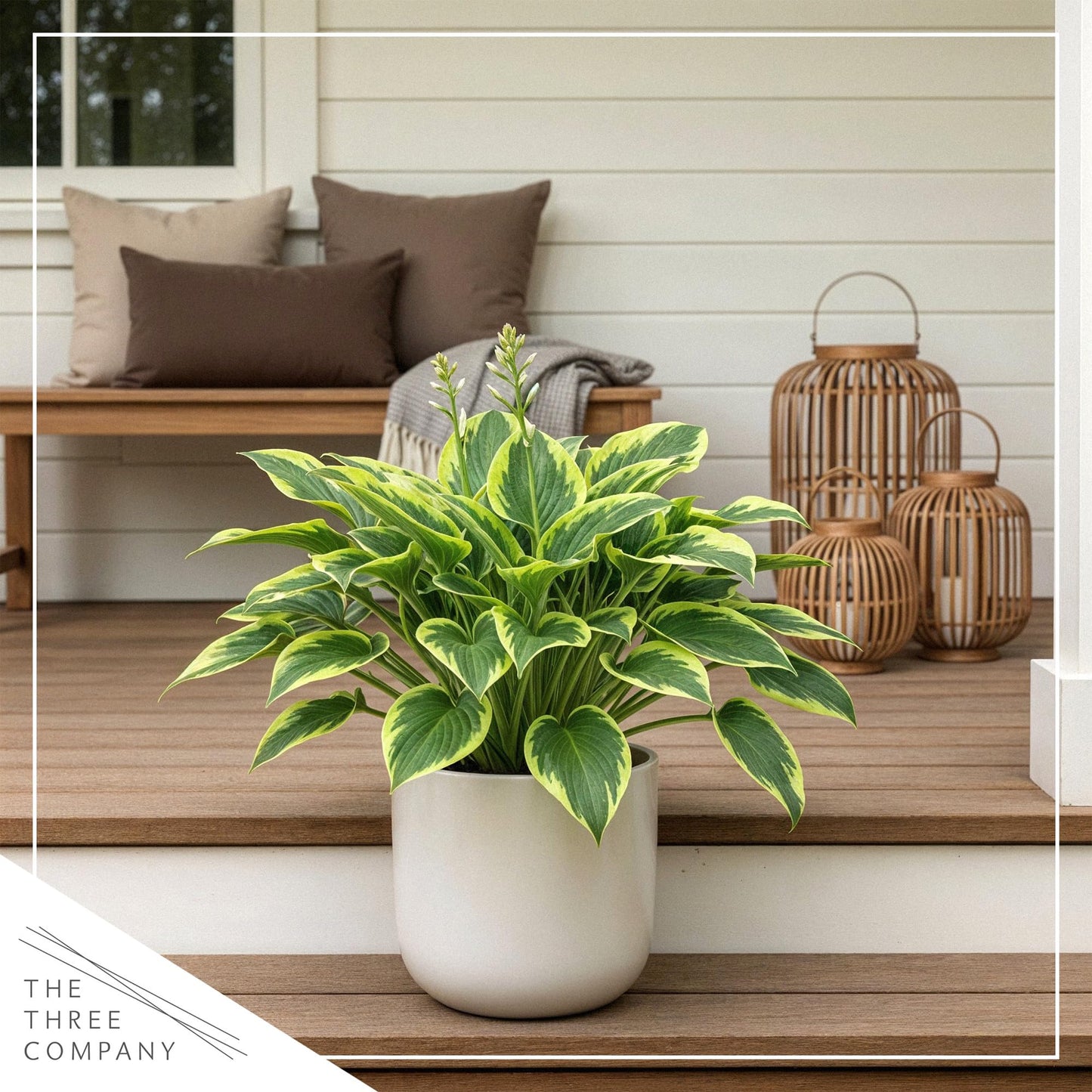 Live Perennial Hosta - Yellow Polka Dot Bikini (3 Plants Per Pack) Beautiful Accent Plant, 10" Tall by 4" Wide in 1 Qt Pot